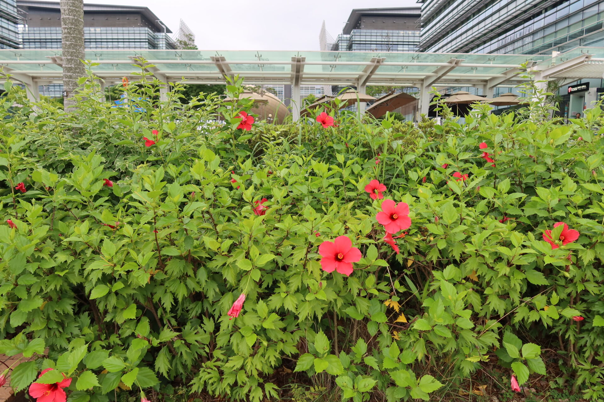 https://www.fa.gov.hk/朱槿(扶桑、大紅花)