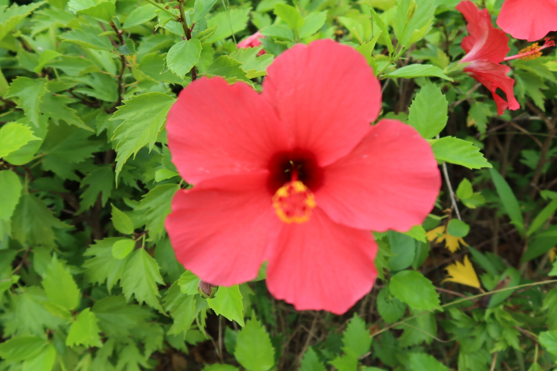 https://www.fa.gov.hk/朱槿(扶桑、大紅花)