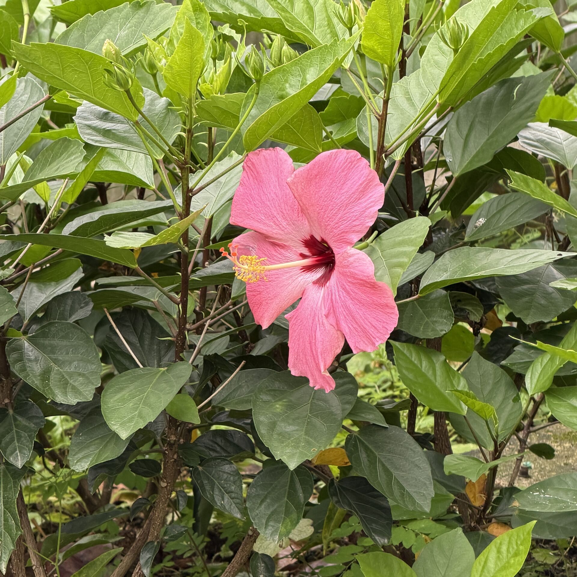https://www.fa.gov.hk/朱槿(扶桑、大紅花)