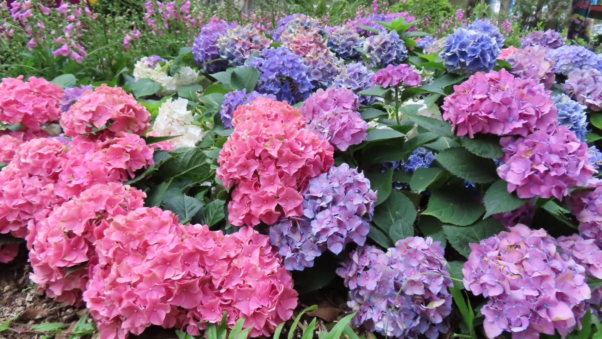 https://www.fa.gov.hk/繡球花