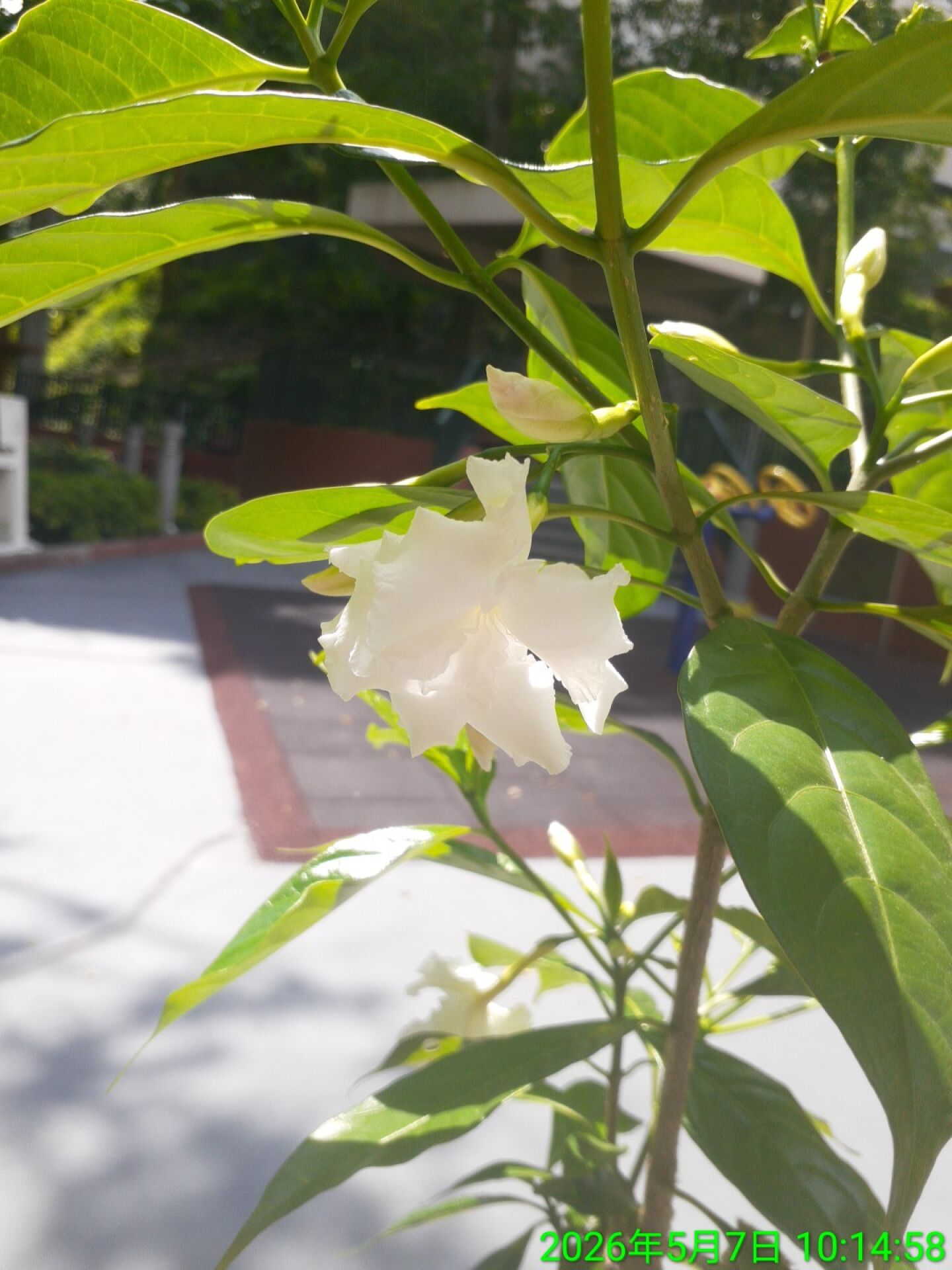 https://www.fa.gov.hk/狗牙花