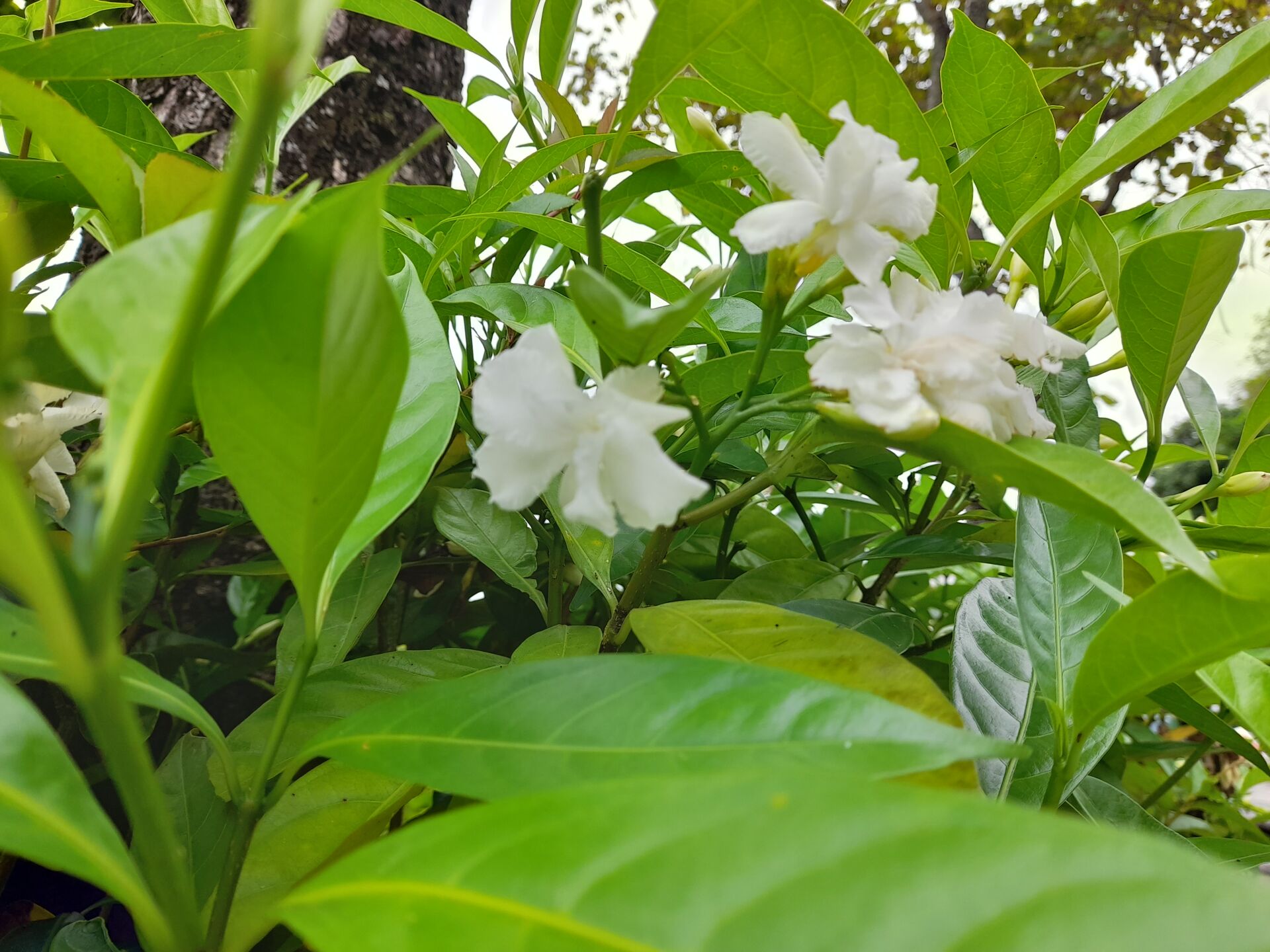 https://www.fa.gov.hk/狗牙花
