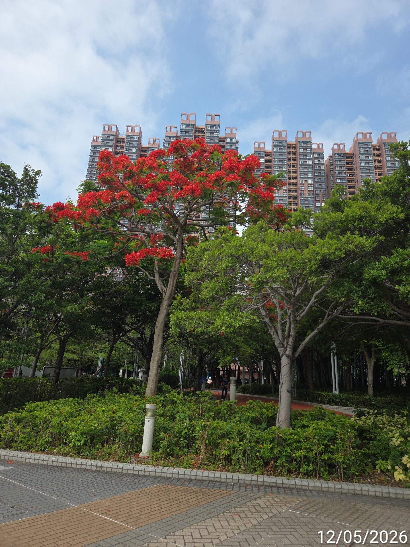 https://www.fa.gov.hk/鳳凰木