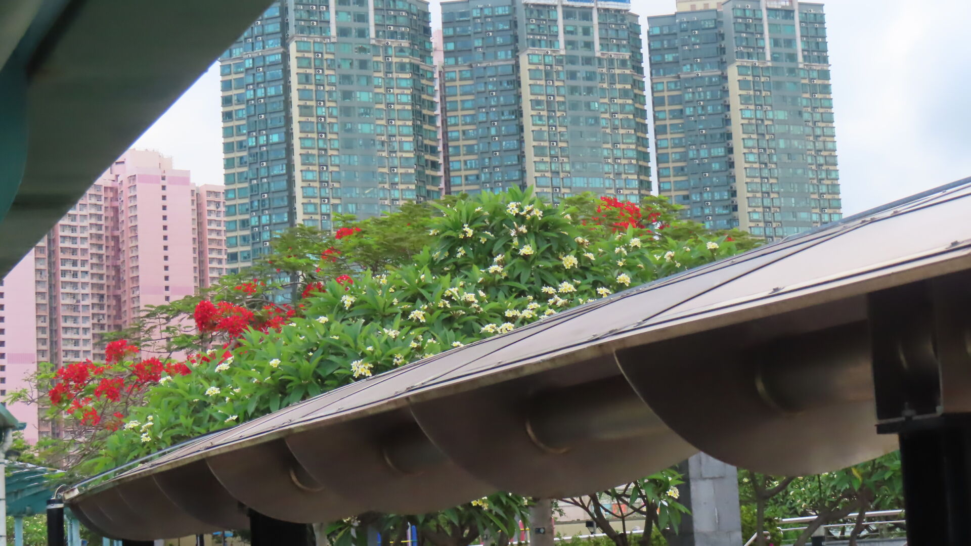 https://www.fa.gov.hk/雞蛋花、鳯凰木