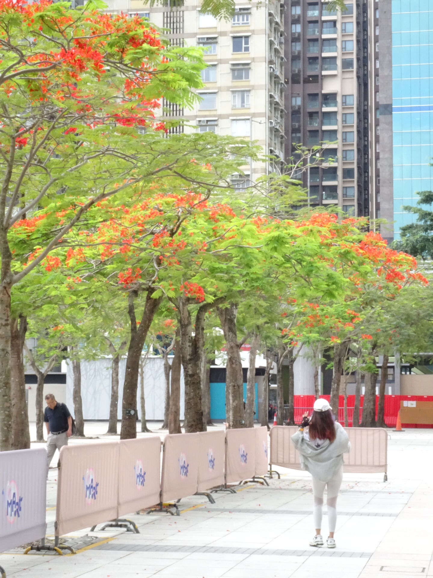 https://www.fa.gov.hk/鳳凰木