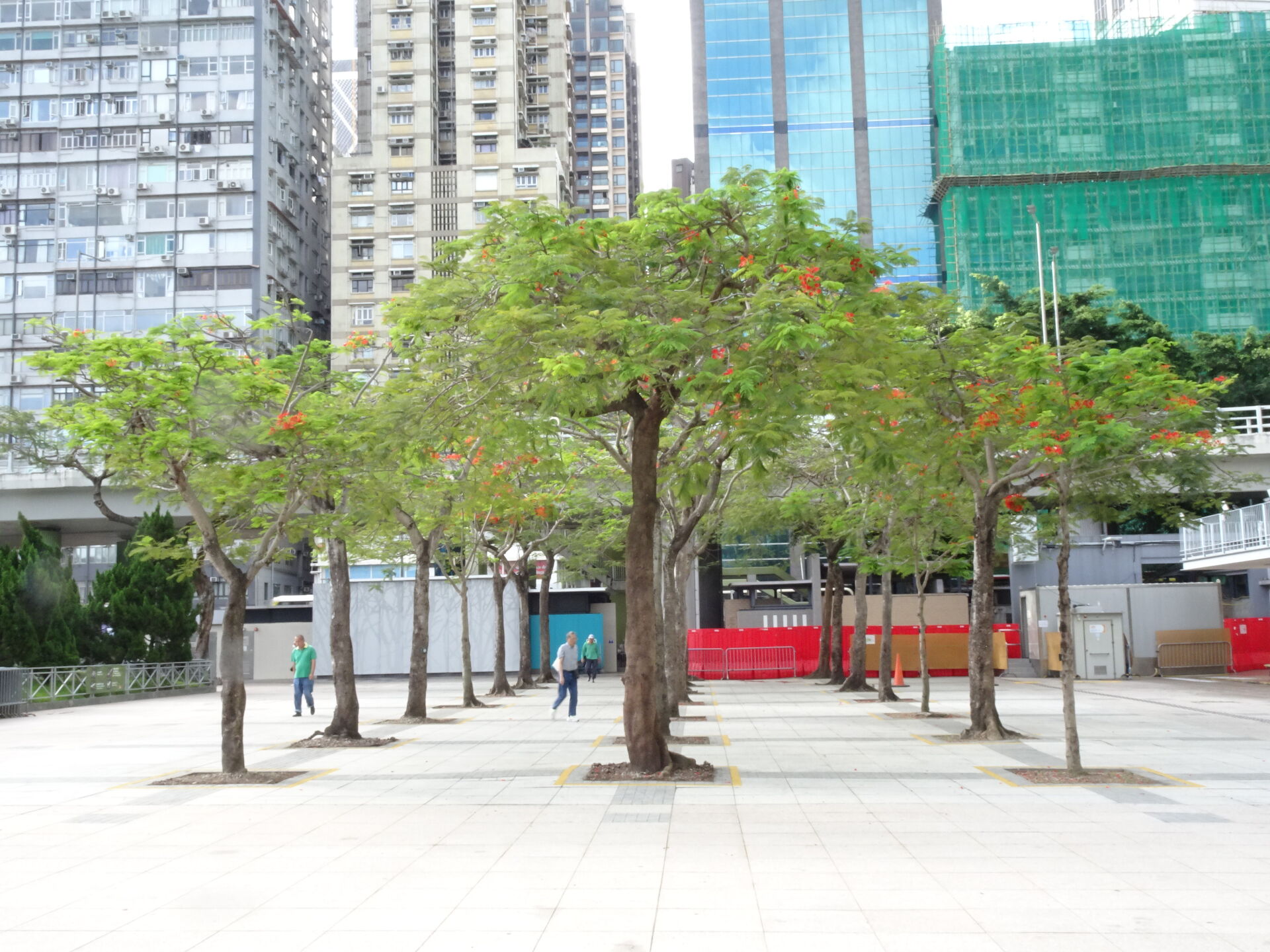 https://www.fa.gov.hk/鳳凰木