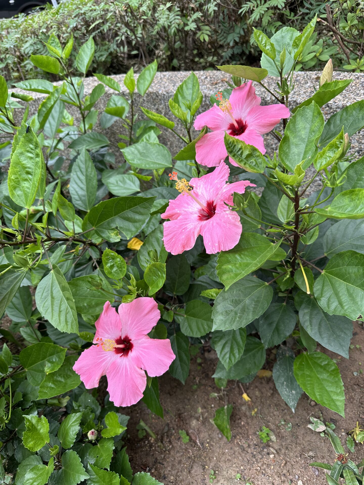 https://www.fa.gov.hk/朱槿(扶桑、大紅花)