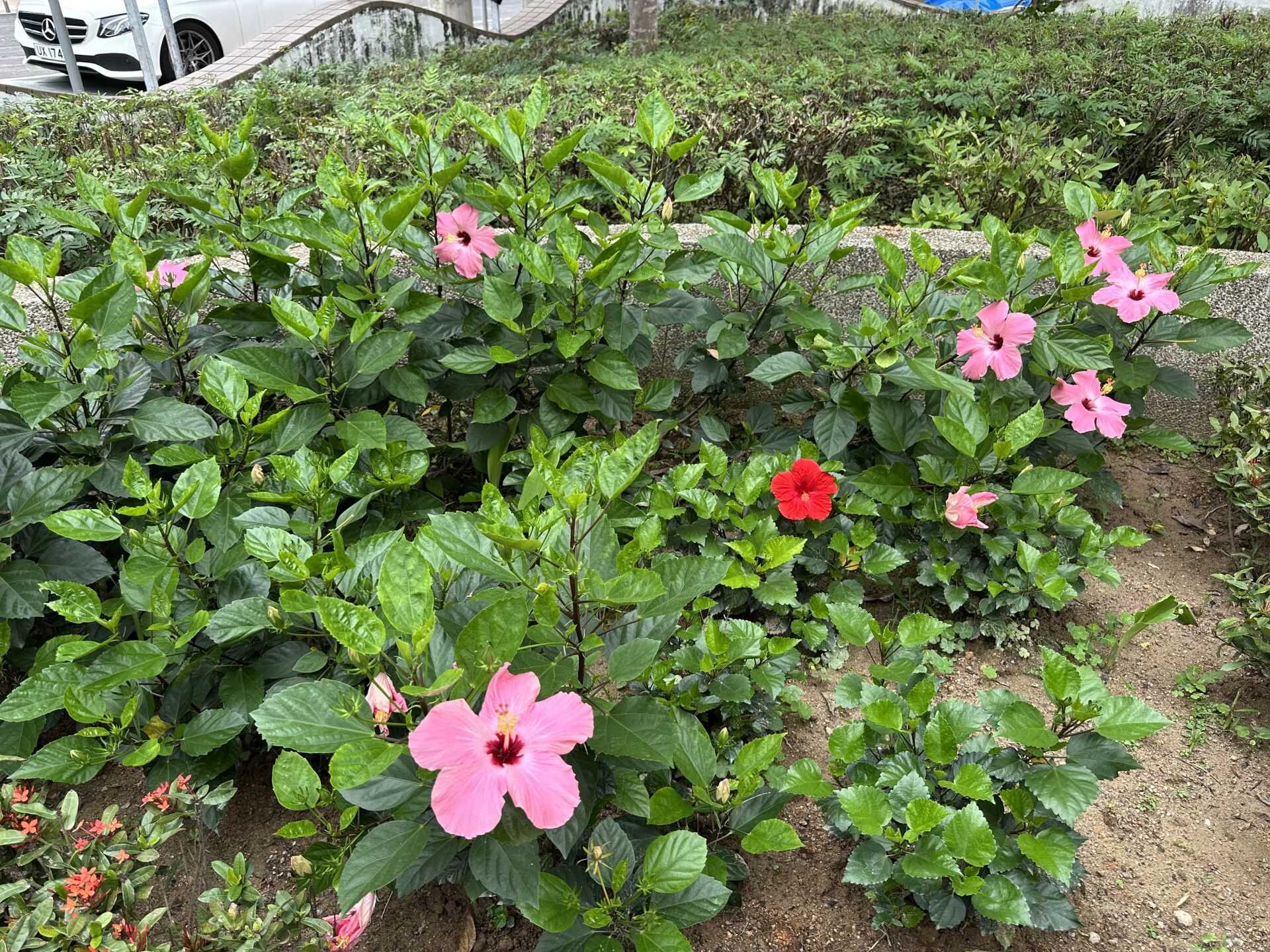 https://www.fa.gov.hk/朱槿(扶桑、大紅花)