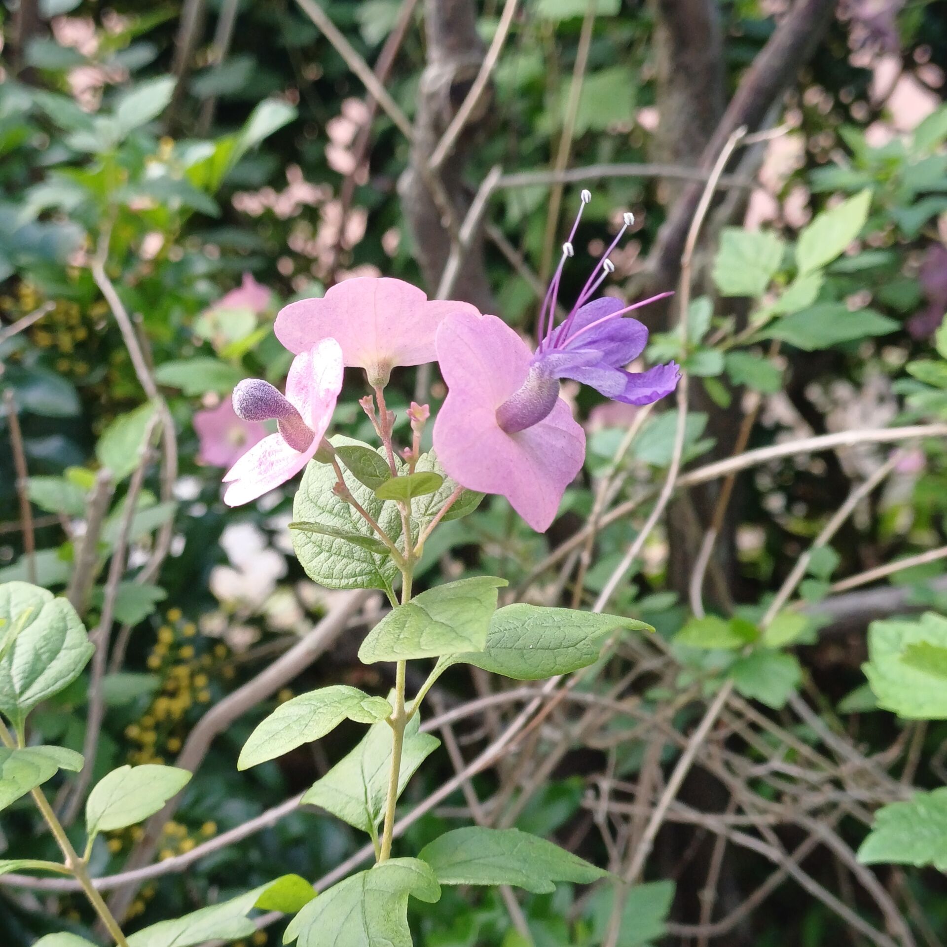 https://www.fa.gov.hk/蝶心花(紫洋傘花)