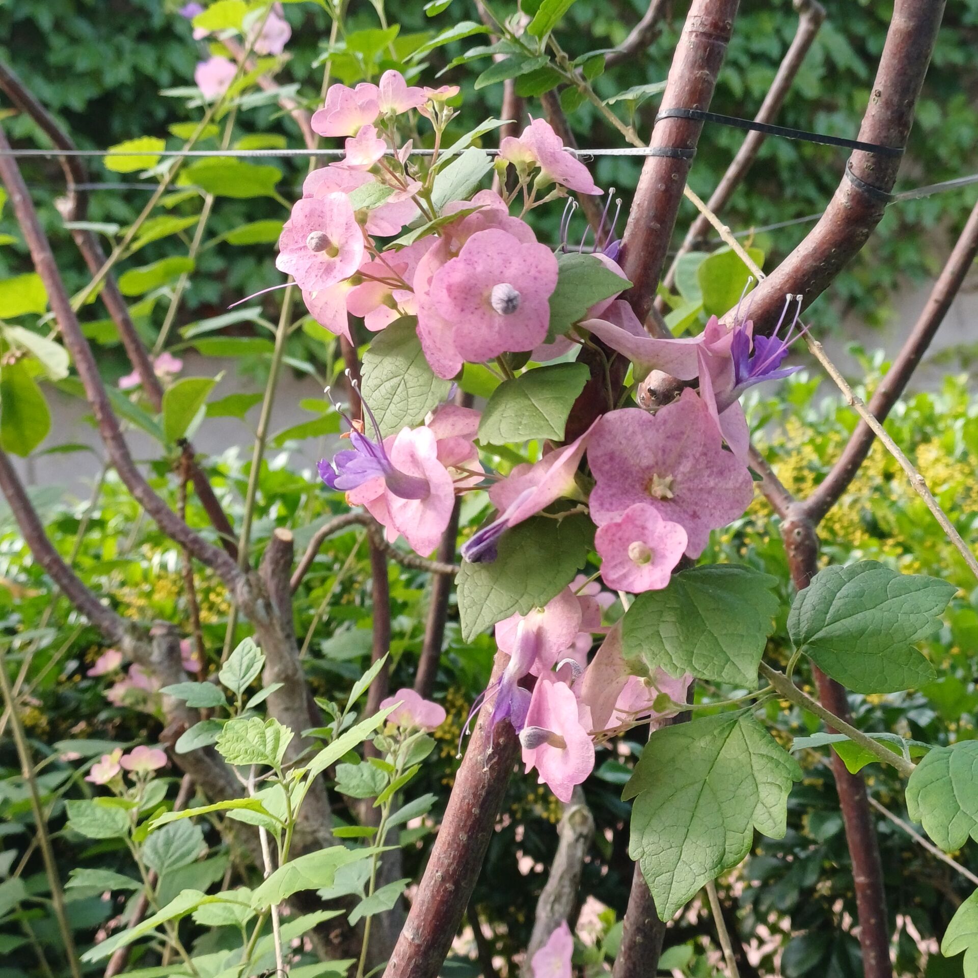 https://www.fa.gov.hk/蝶心花(紫洋傘花)