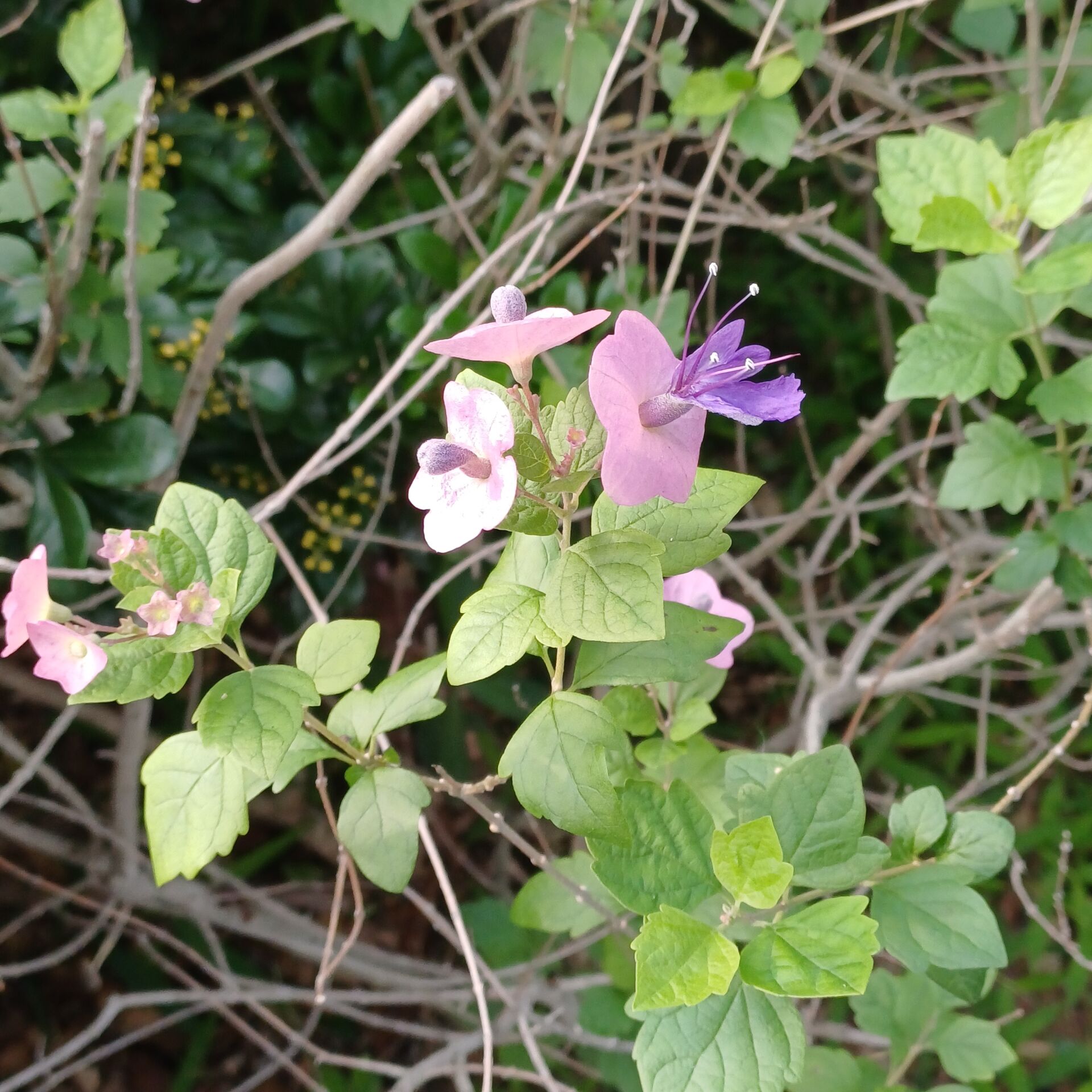 https://www.fa.gov.hk/蝶心花(紫洋傘花)
