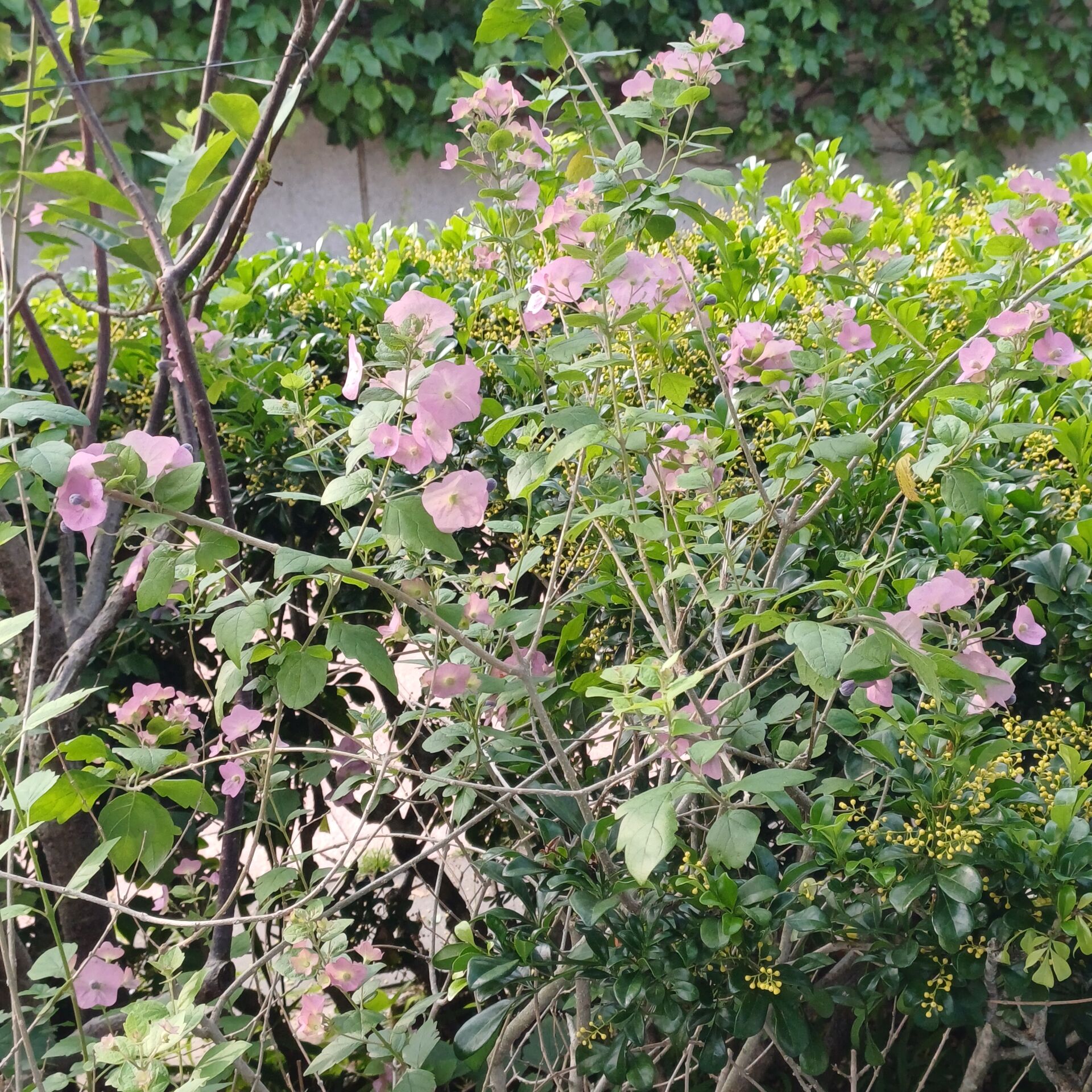 https://www.fa.gov.hk/蝶心花(紫洋傘花)