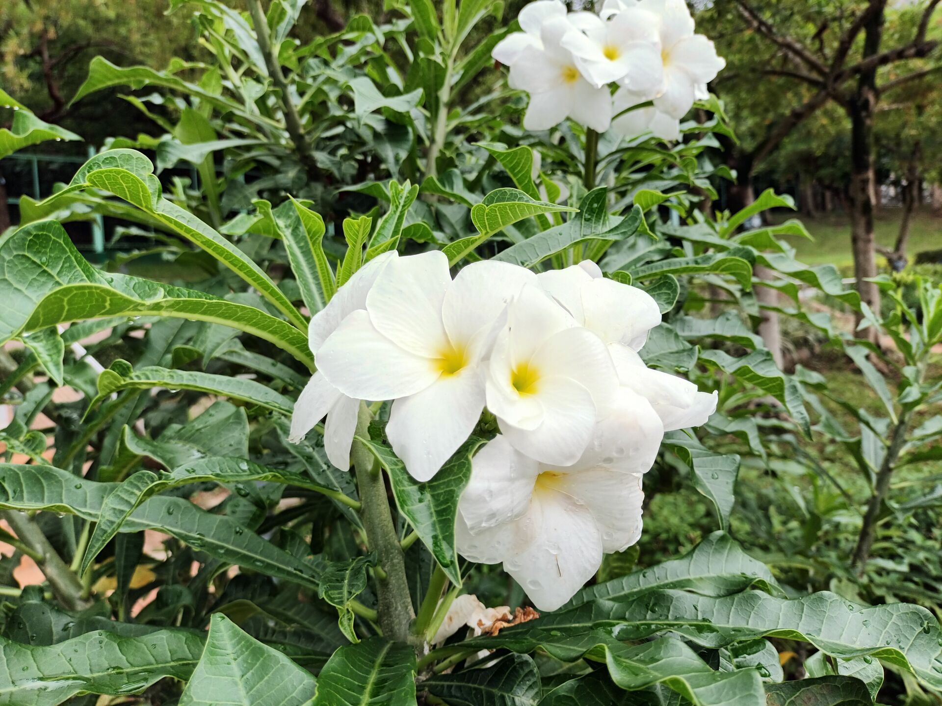 https://www.fa.gov.hk/戟葉雞蛋花