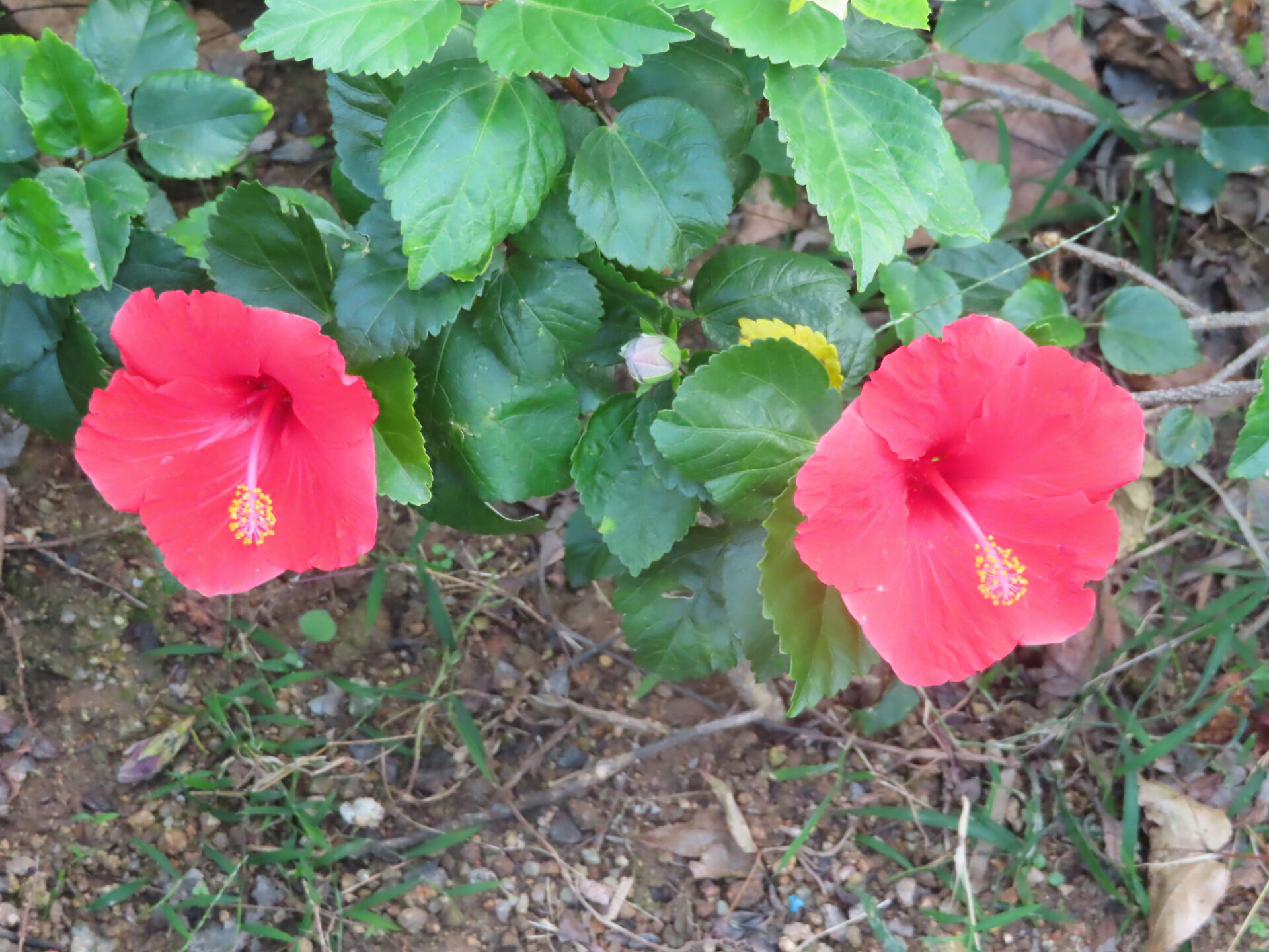 https://www.fa.gov.hk/朱槿(扶桑、大紅花)