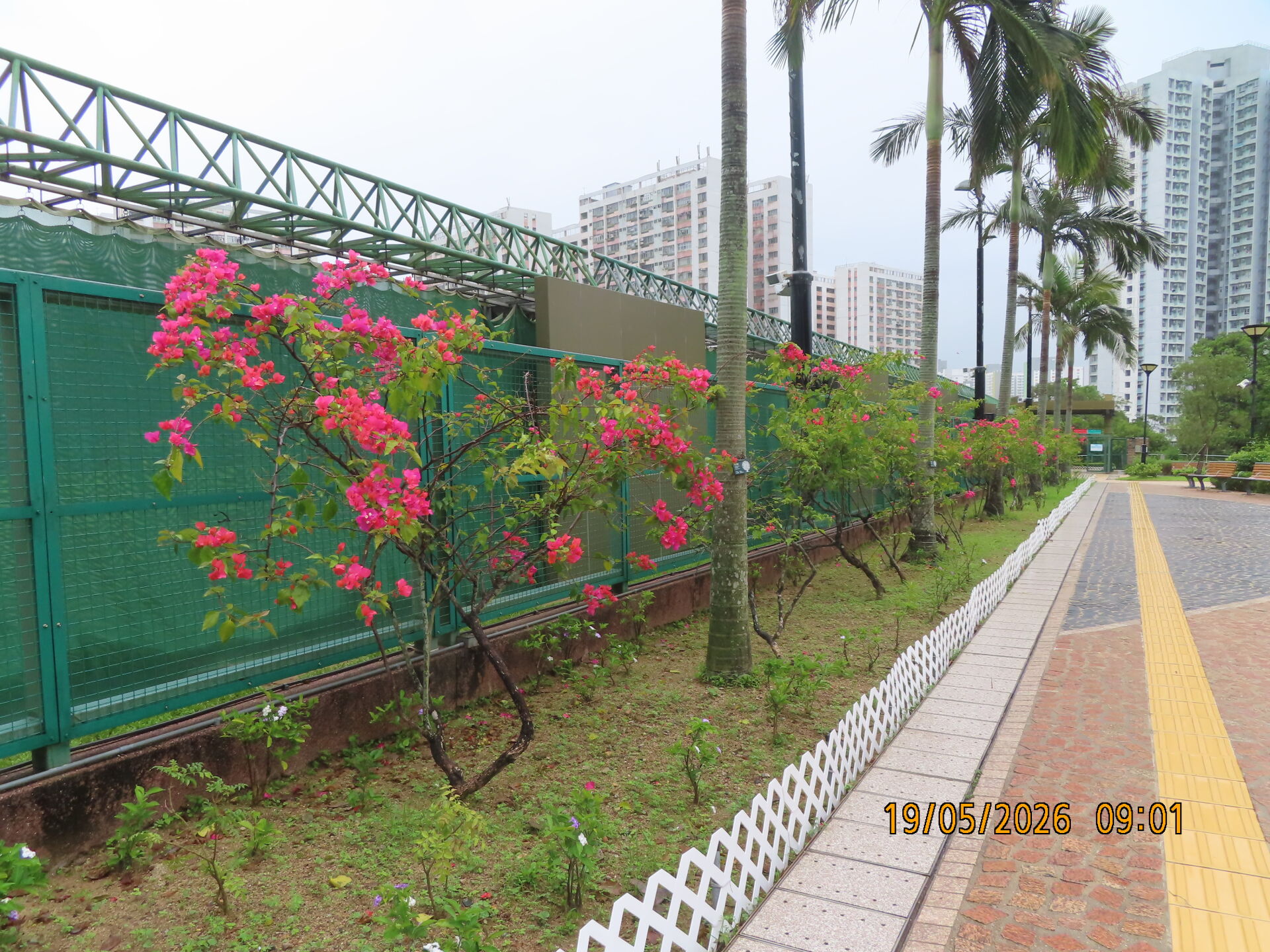 https://www.fa.gov.hk/葉子花(簕杜鵑)