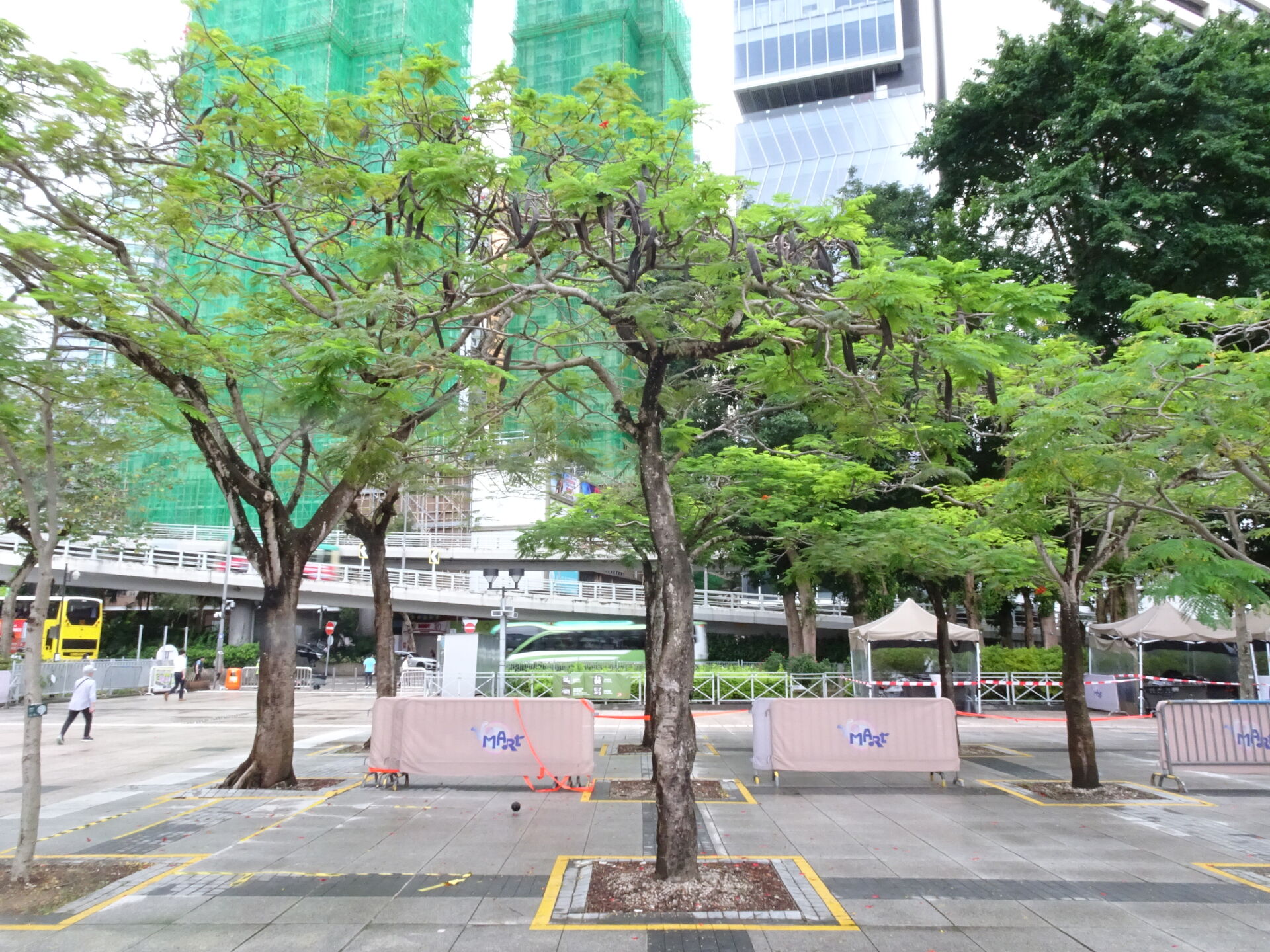 https://www.fa.gov.hk/鳳凰木