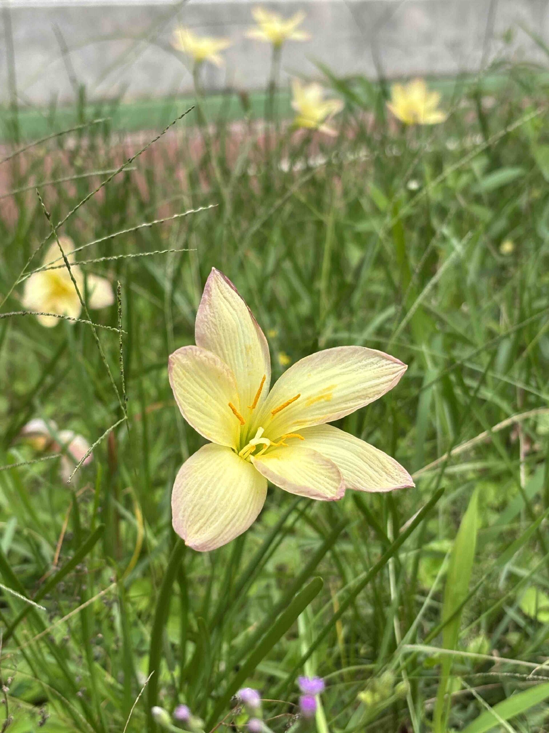 https://www.fa.gov.hk/風雨花
