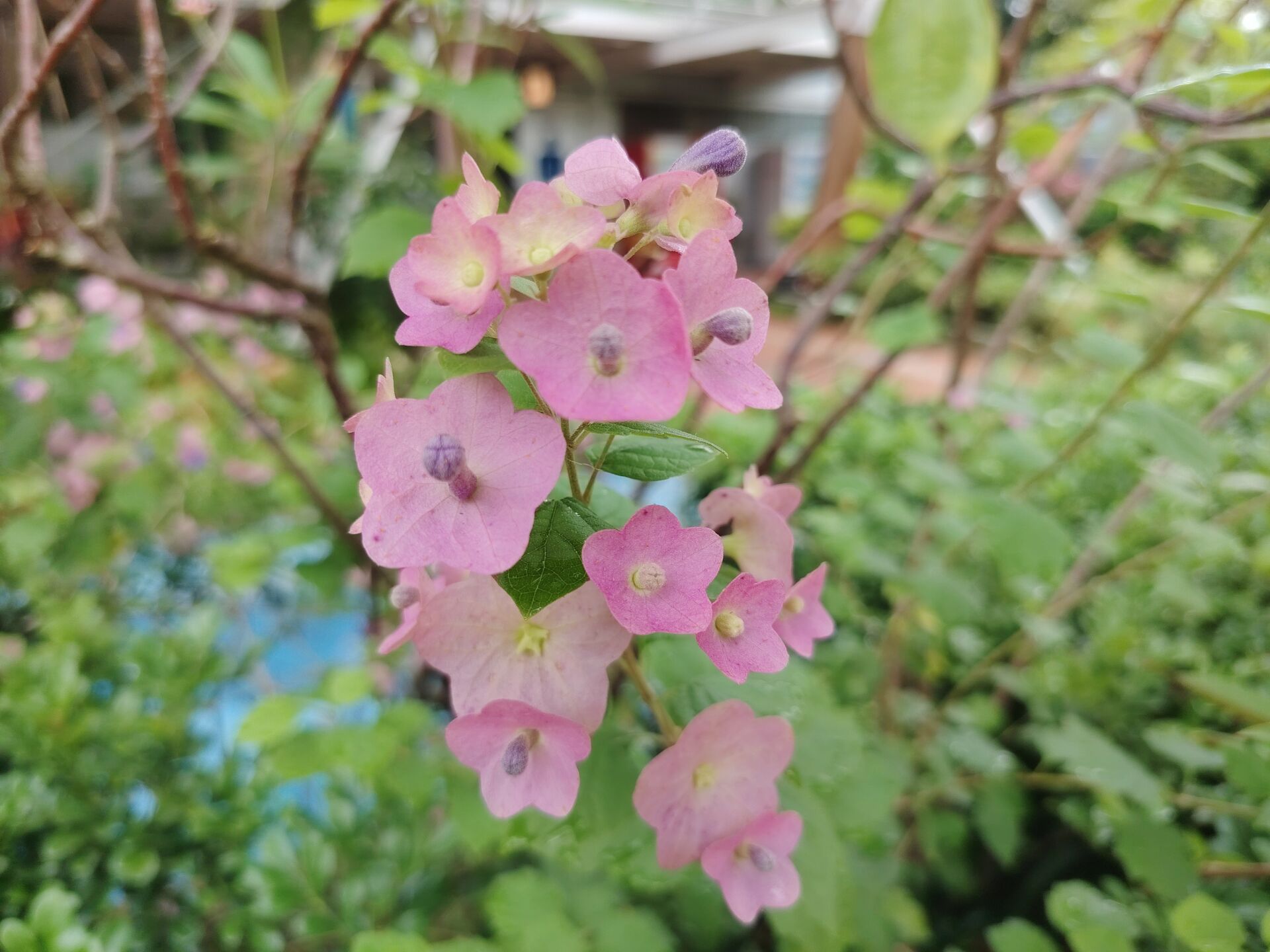 https://www.fa.gov.hk/蝶心花(紫洋傘花)
