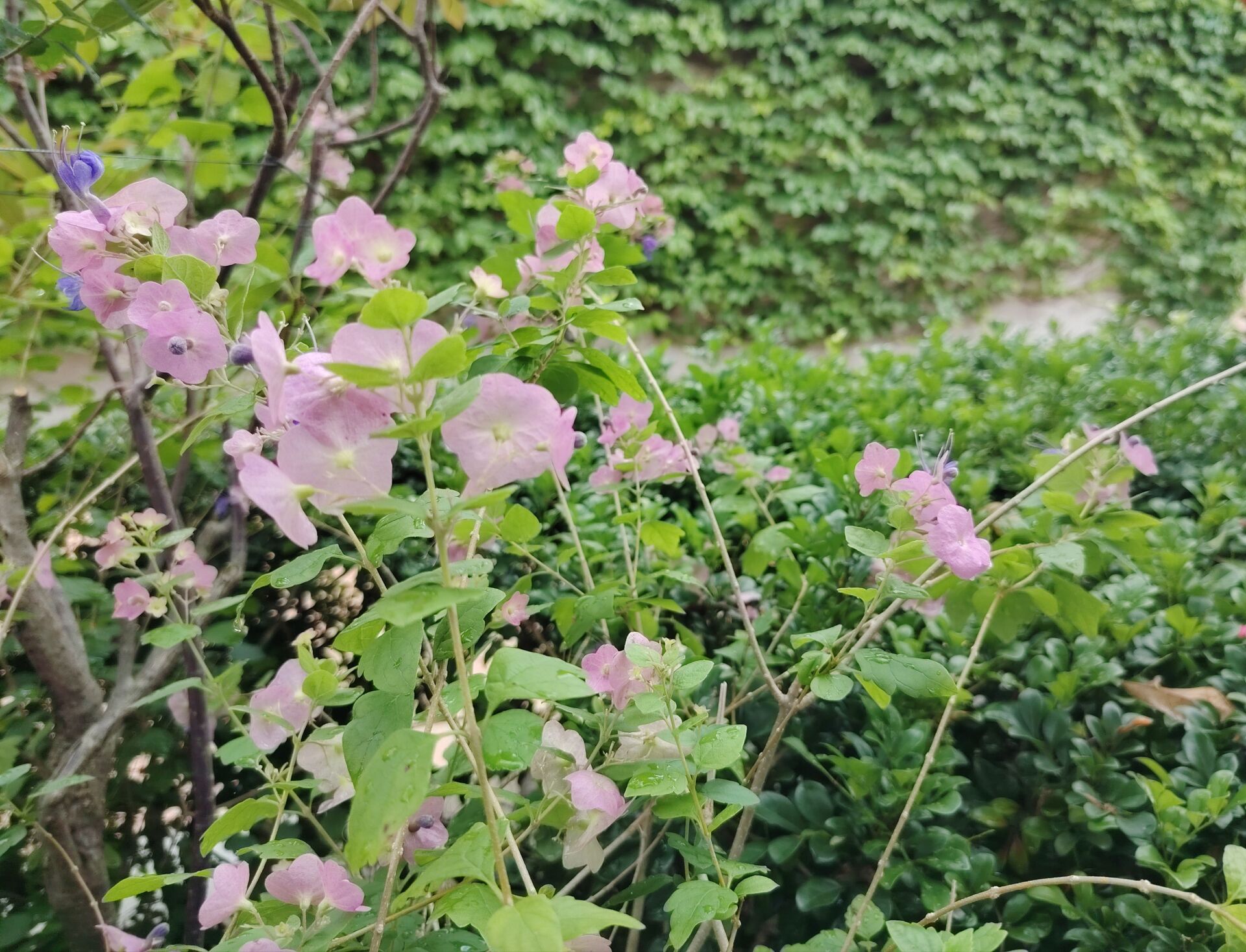 https://www.fa.gov.hk/蝶心花(紫洋傘花)