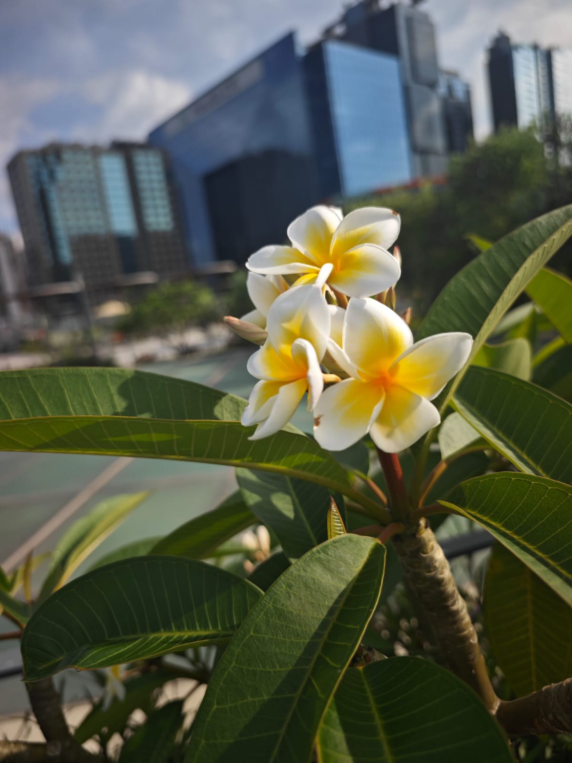 https://www.fa.gov.hk/雞蛋花