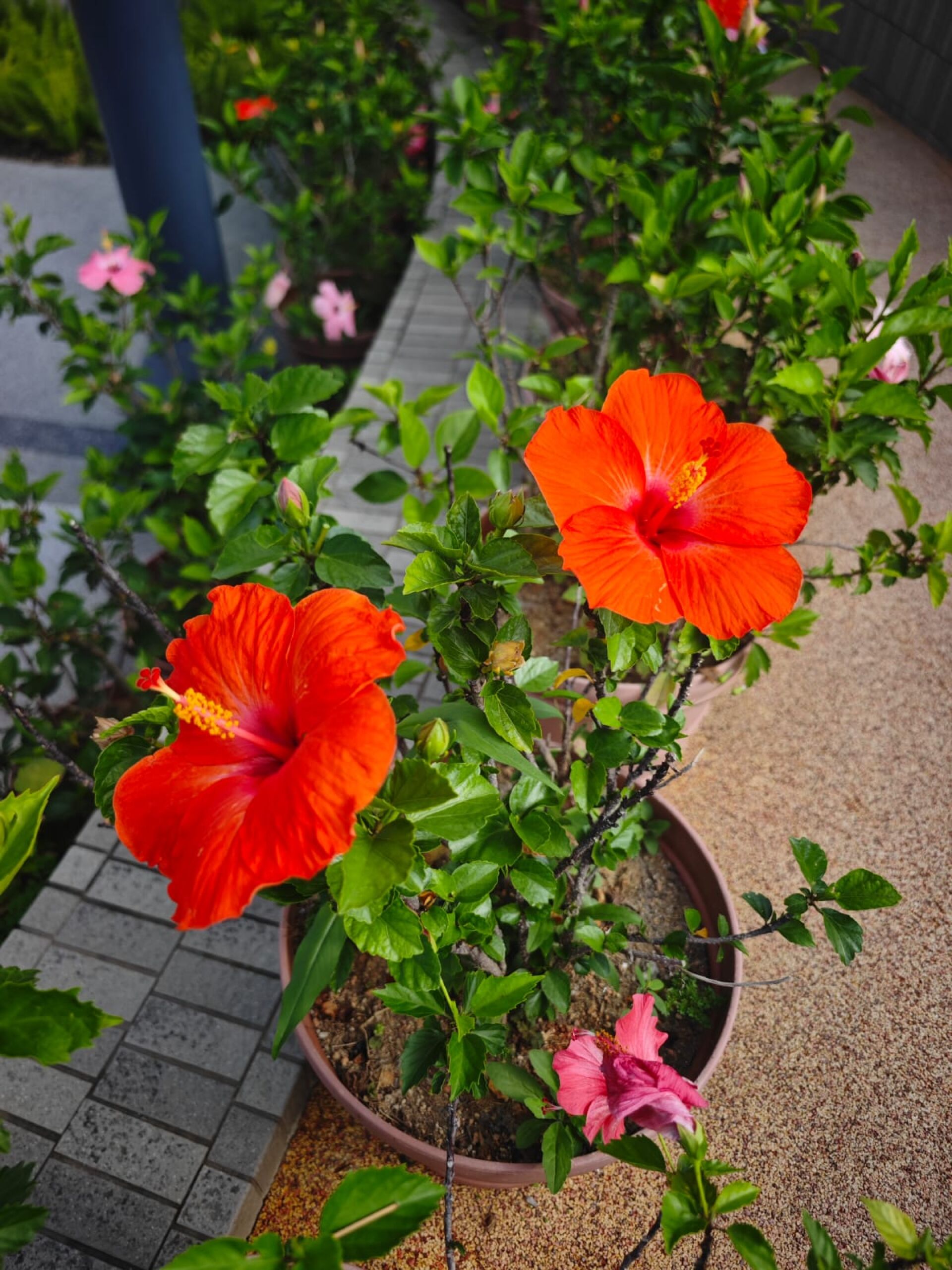 https://www.fa.gov.hk/朱槿(扶桑、大紅花)