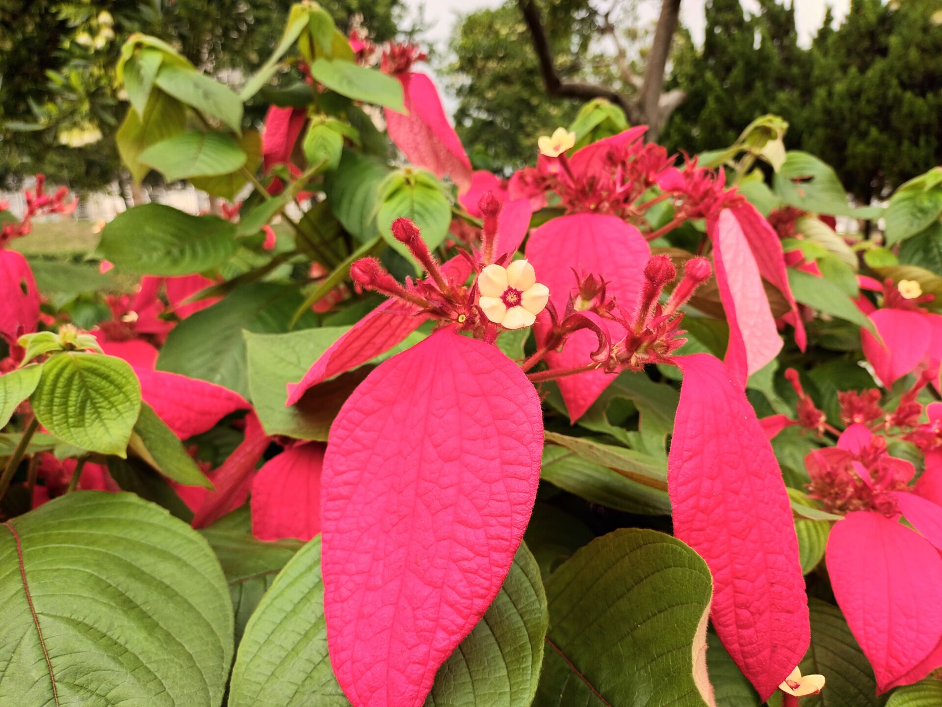 https://www.fa.gov.hk/紅葉金花