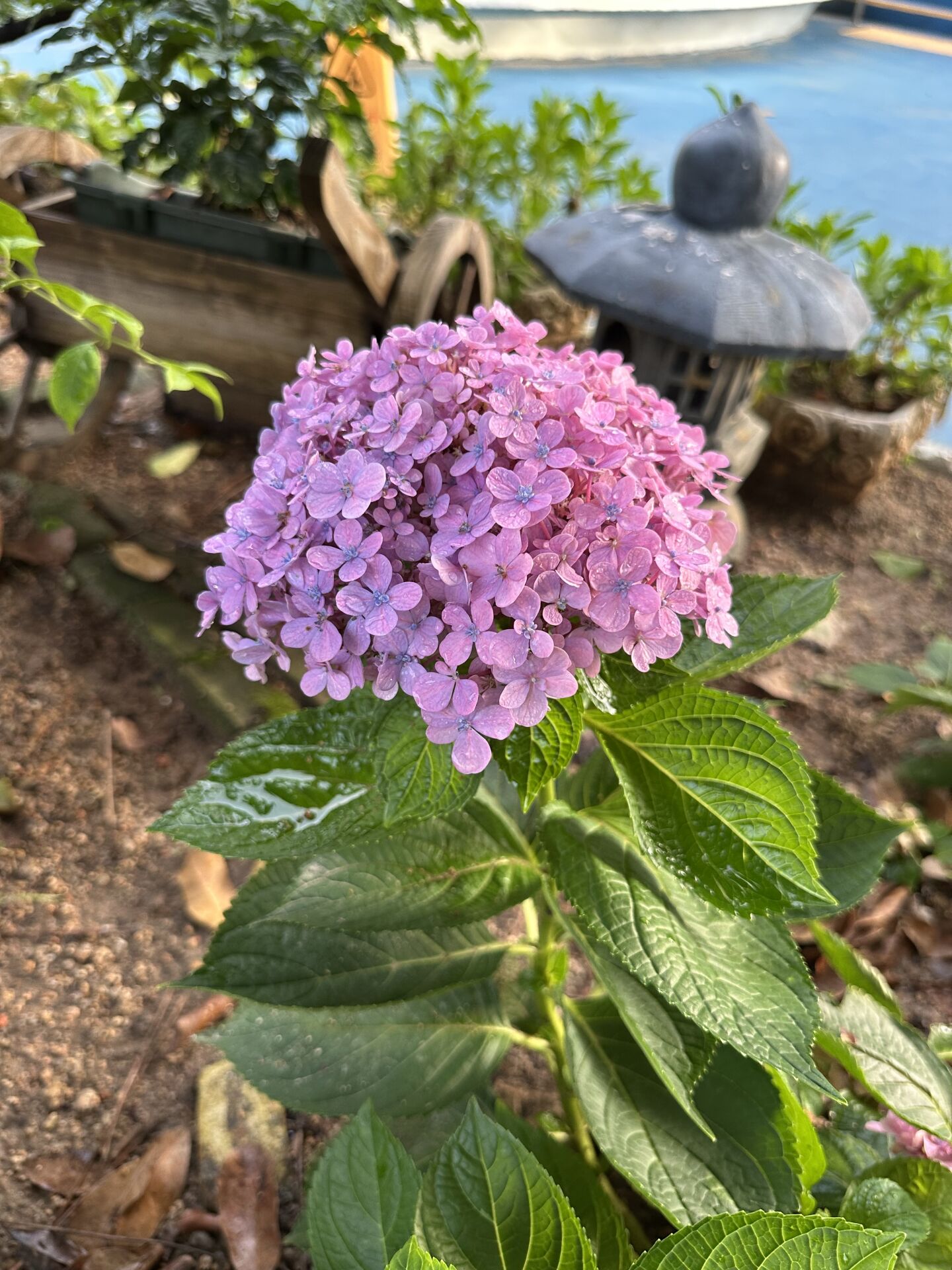 https://www.fa.gov.hk/繡球花