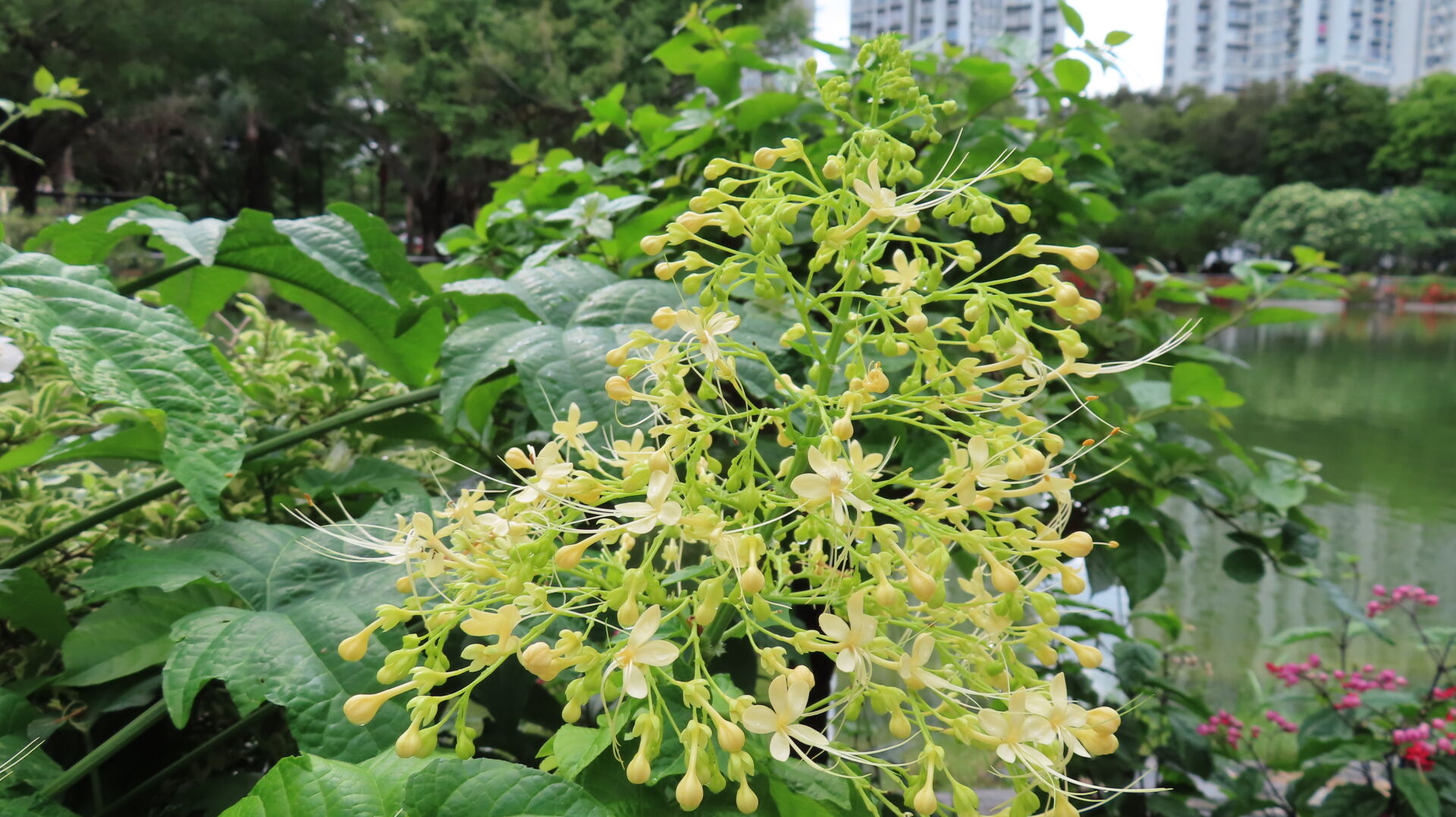 https://www.fa.gov.hk/寶塔龍船花