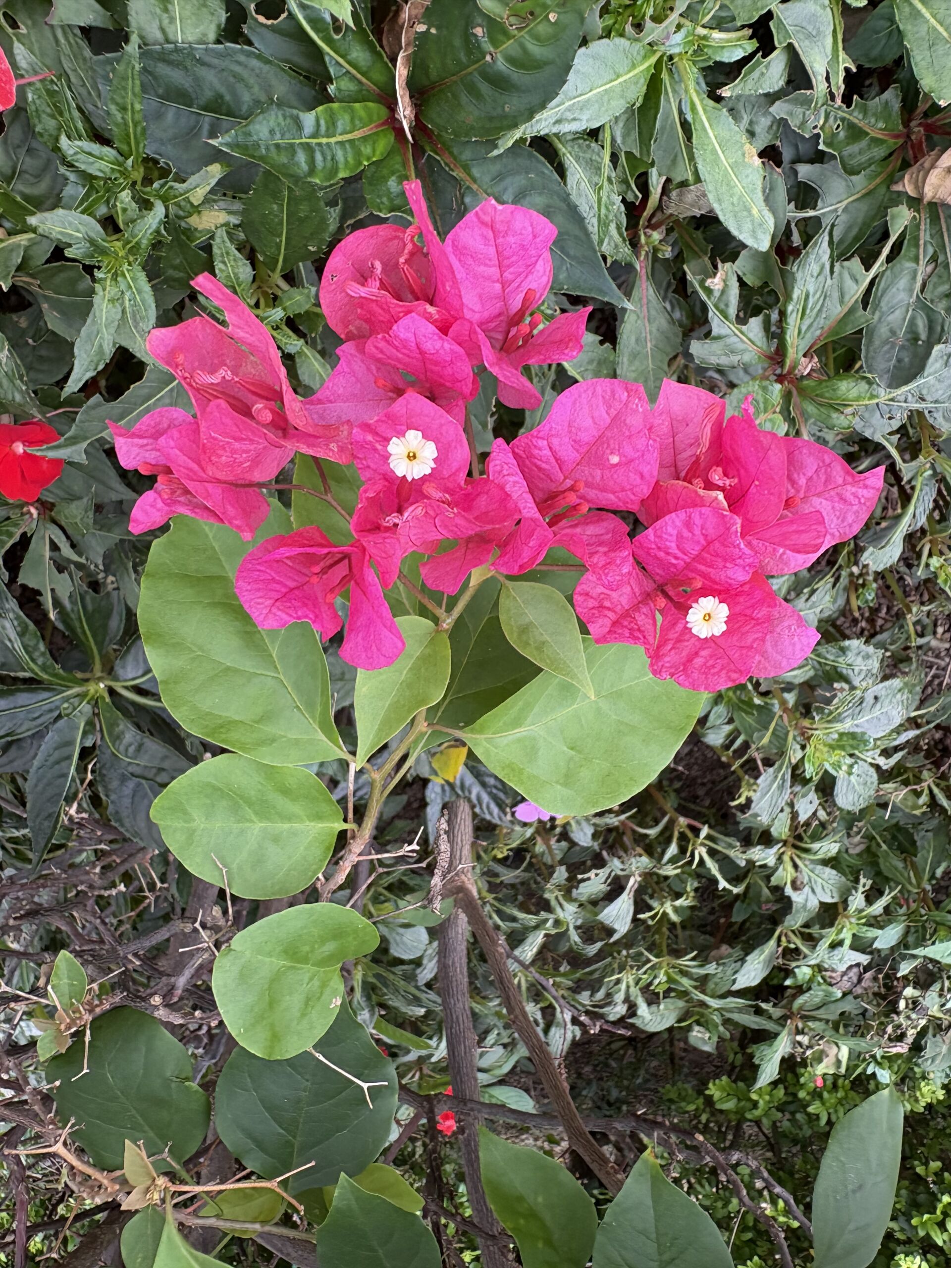 https://www.fa.gov.hk/葉子花(簕杜鵑)