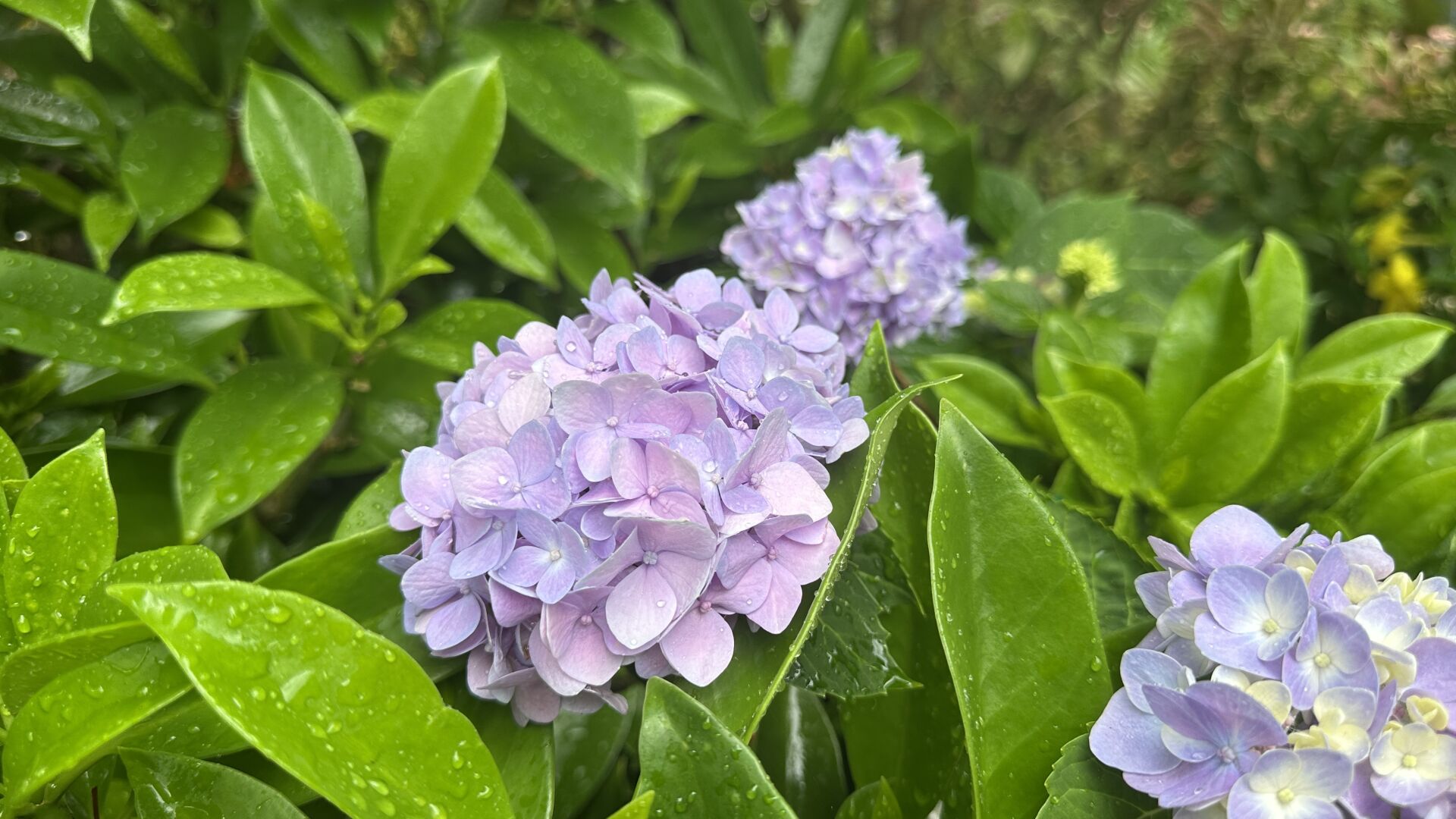https://www.fa.gov.hk/繡球花