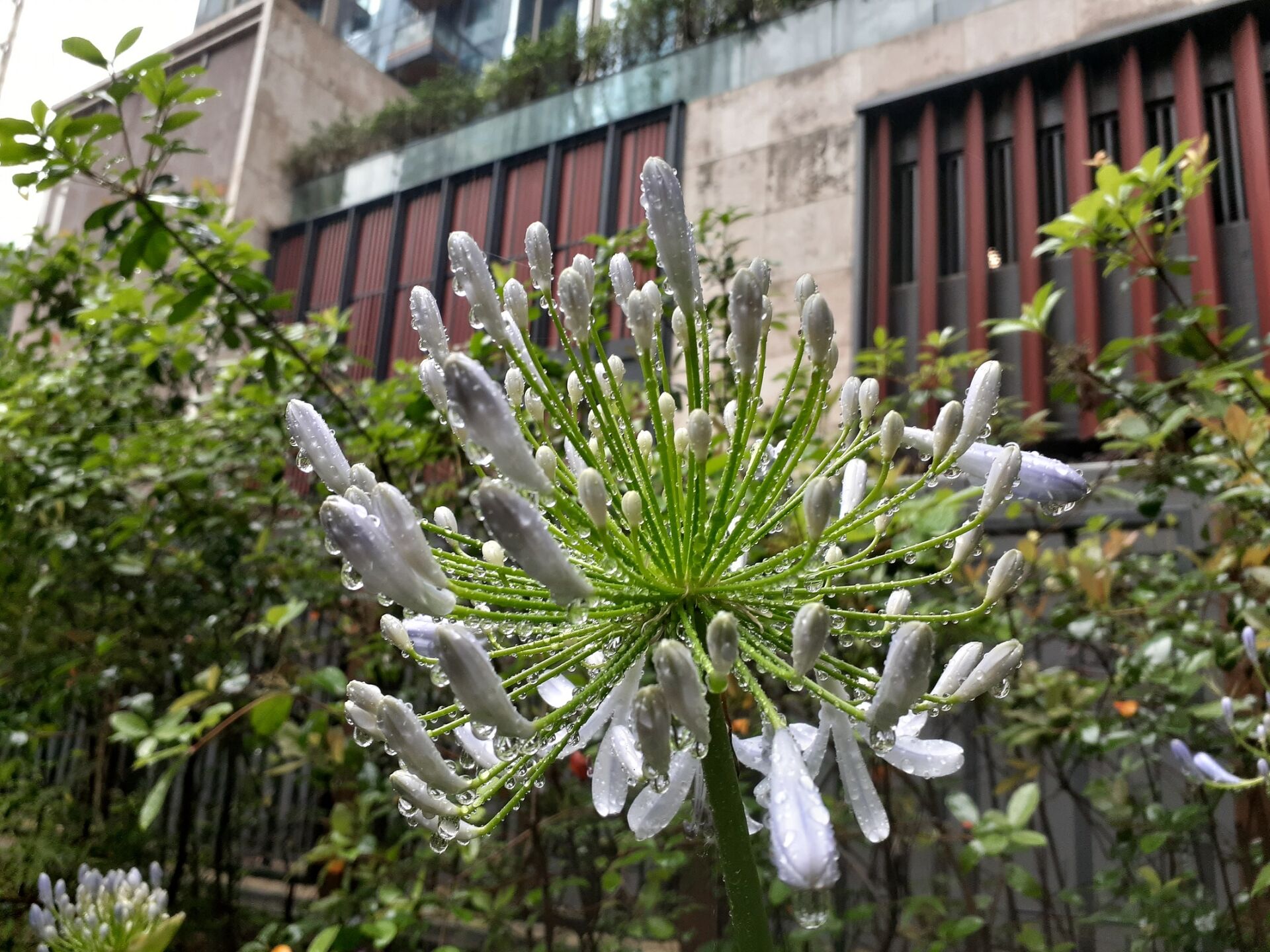 https://www.fa.gov.hk/百子蓮