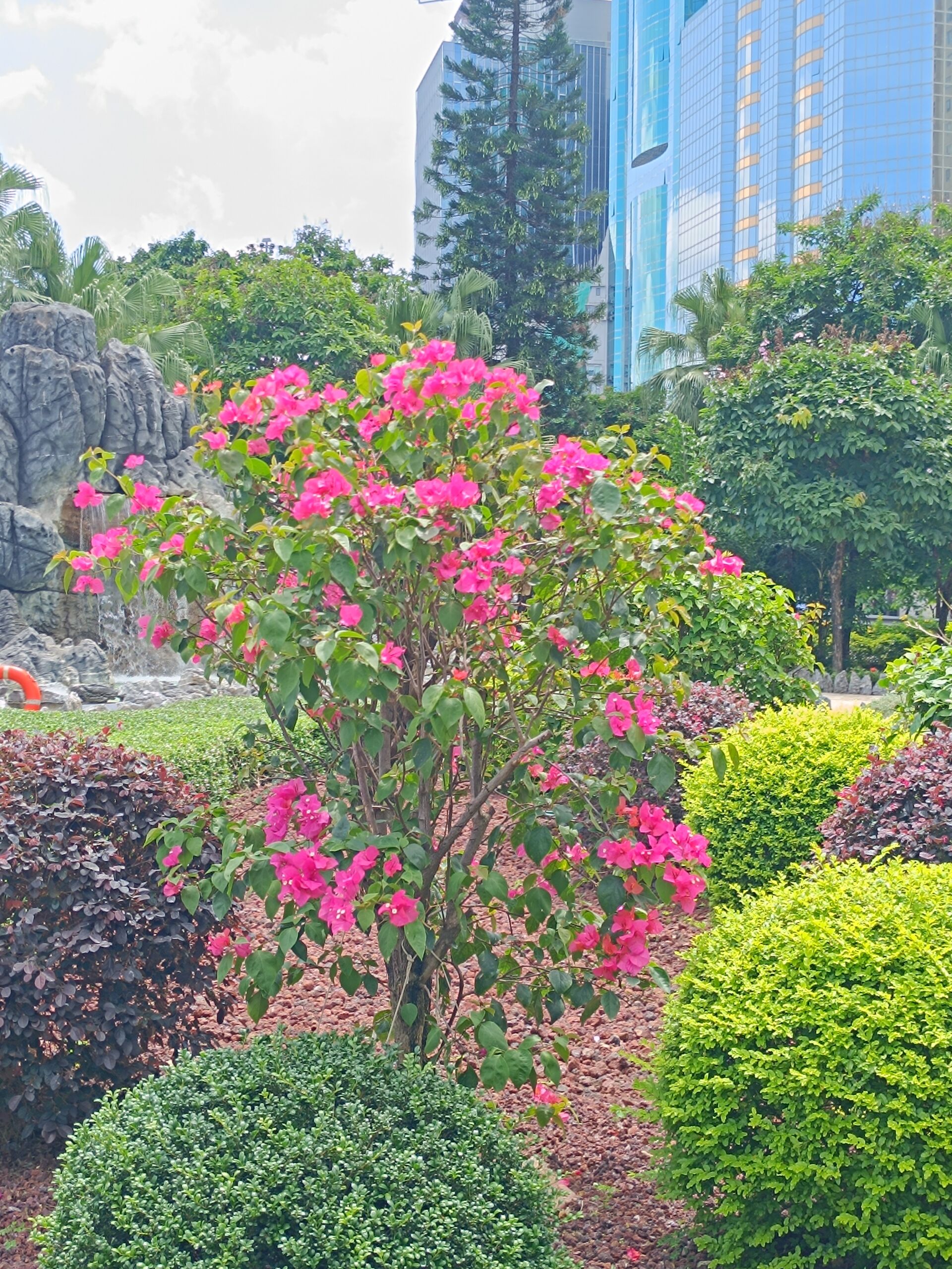 https://www.fa.gov.hk/葉子花(簕杜鵑)