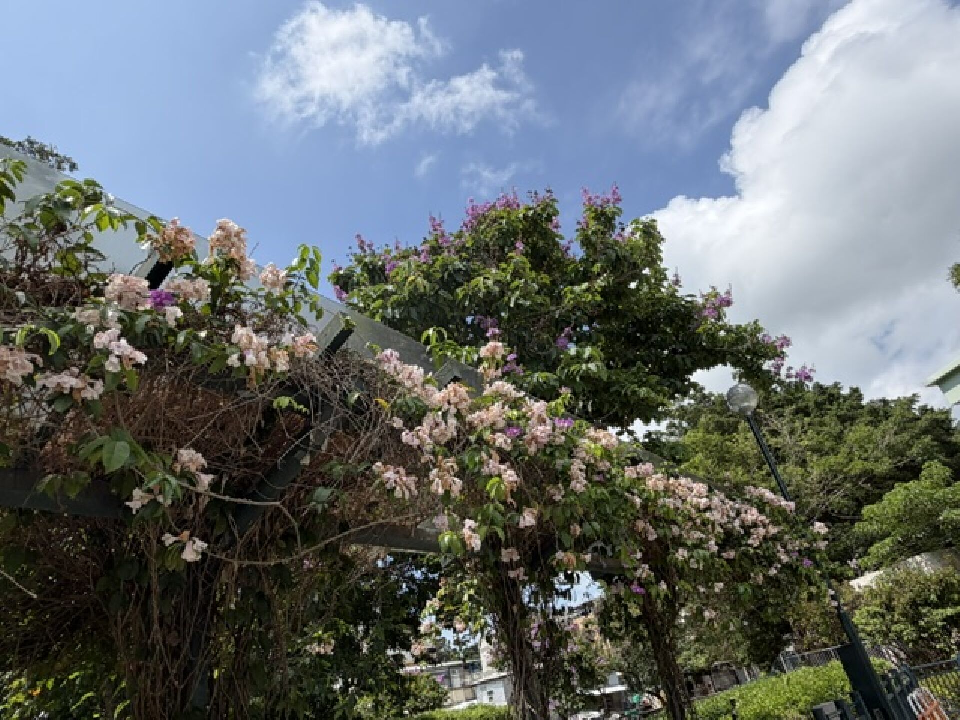 https://www.fa.gov.hk/蒜香藤