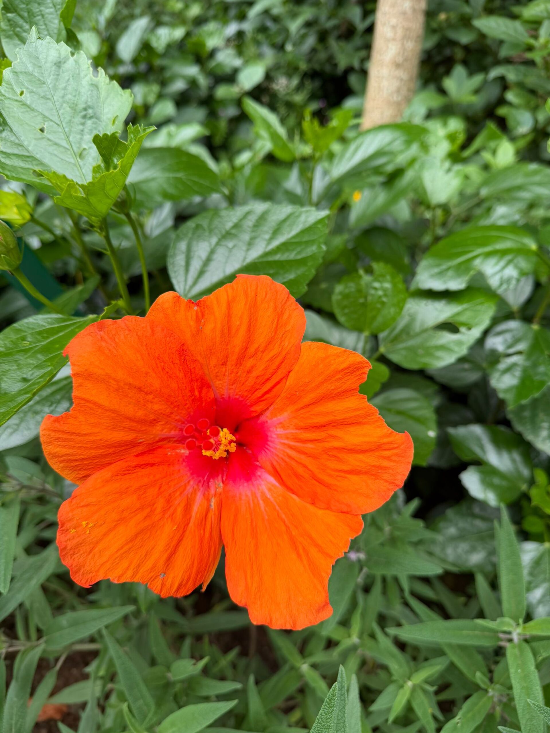 https://www.fa.gov.hk/朱槿(扶桑、大紅花)
