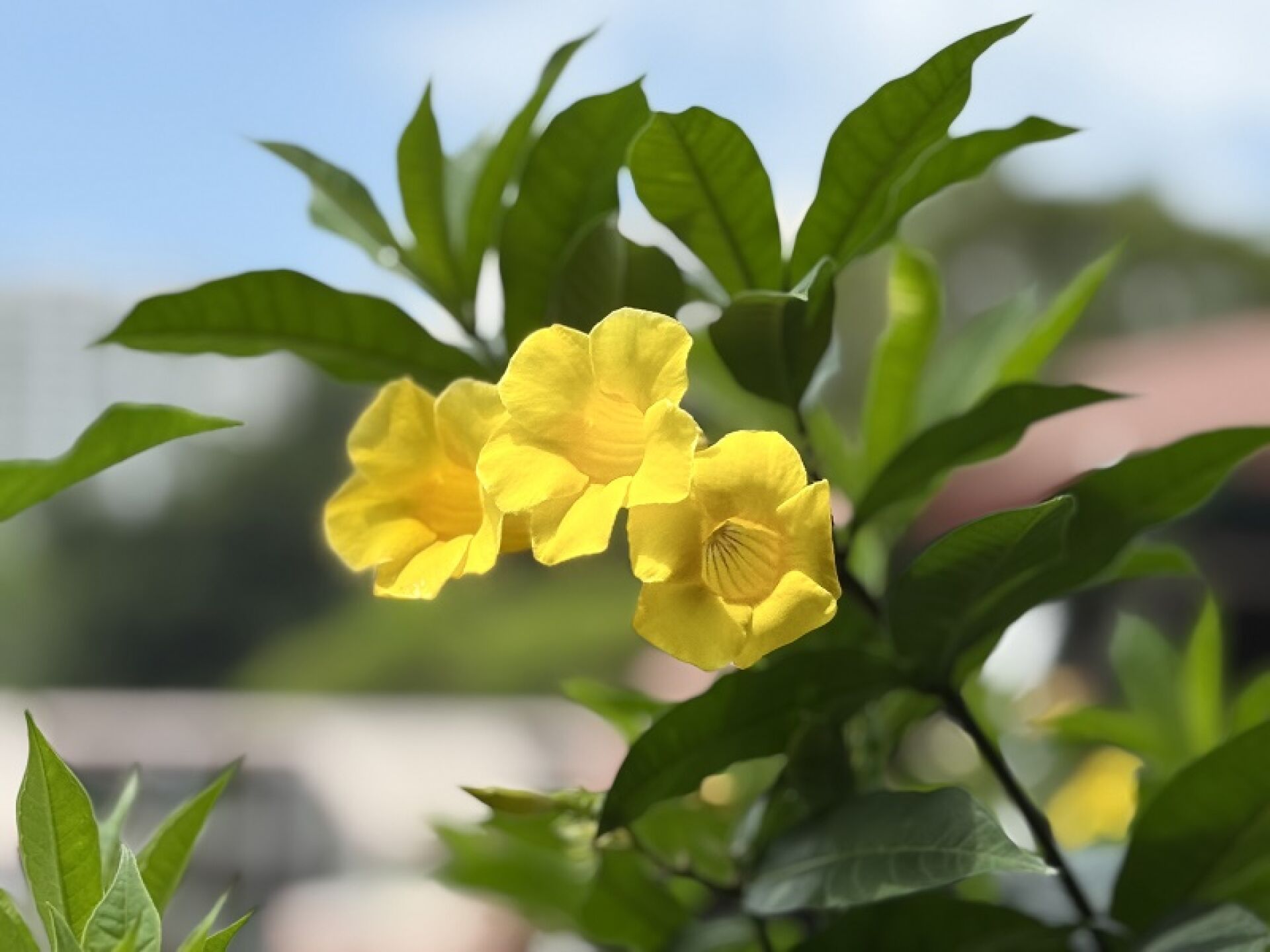 https://www.fa.gov.hk/黃蟬(硬枝黃蟬)