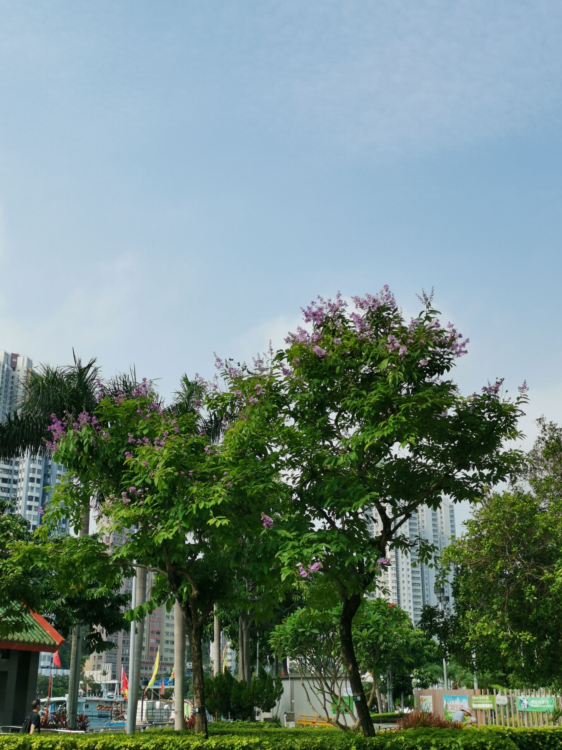 https://www.fa.gov.hk/大花紫薇(洋紫薇)