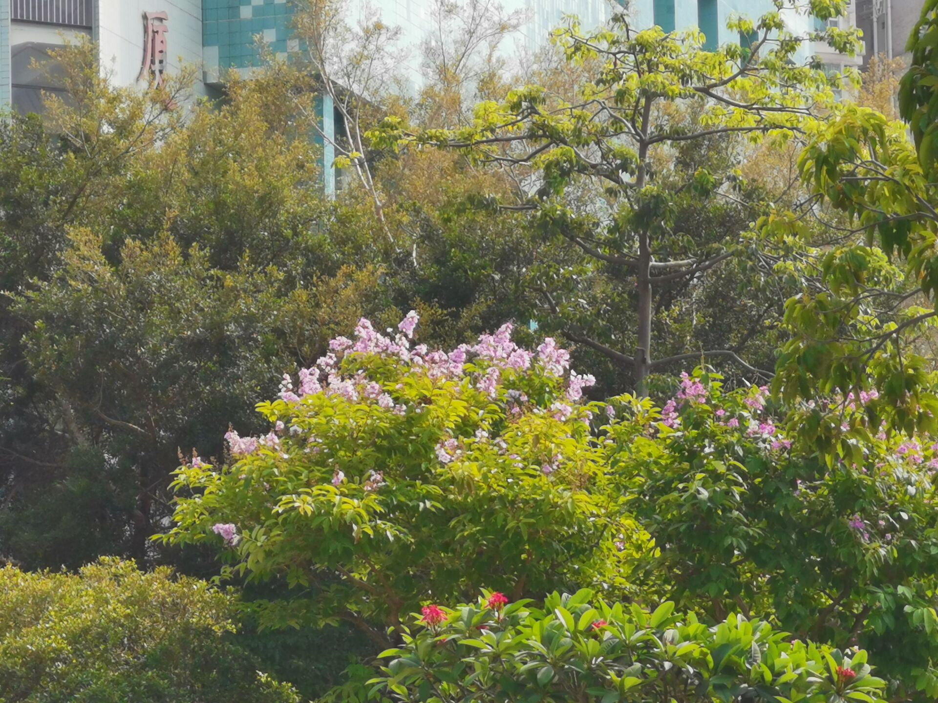 https://www.fa.gov.hk/大花紫薇(洋紫薇)