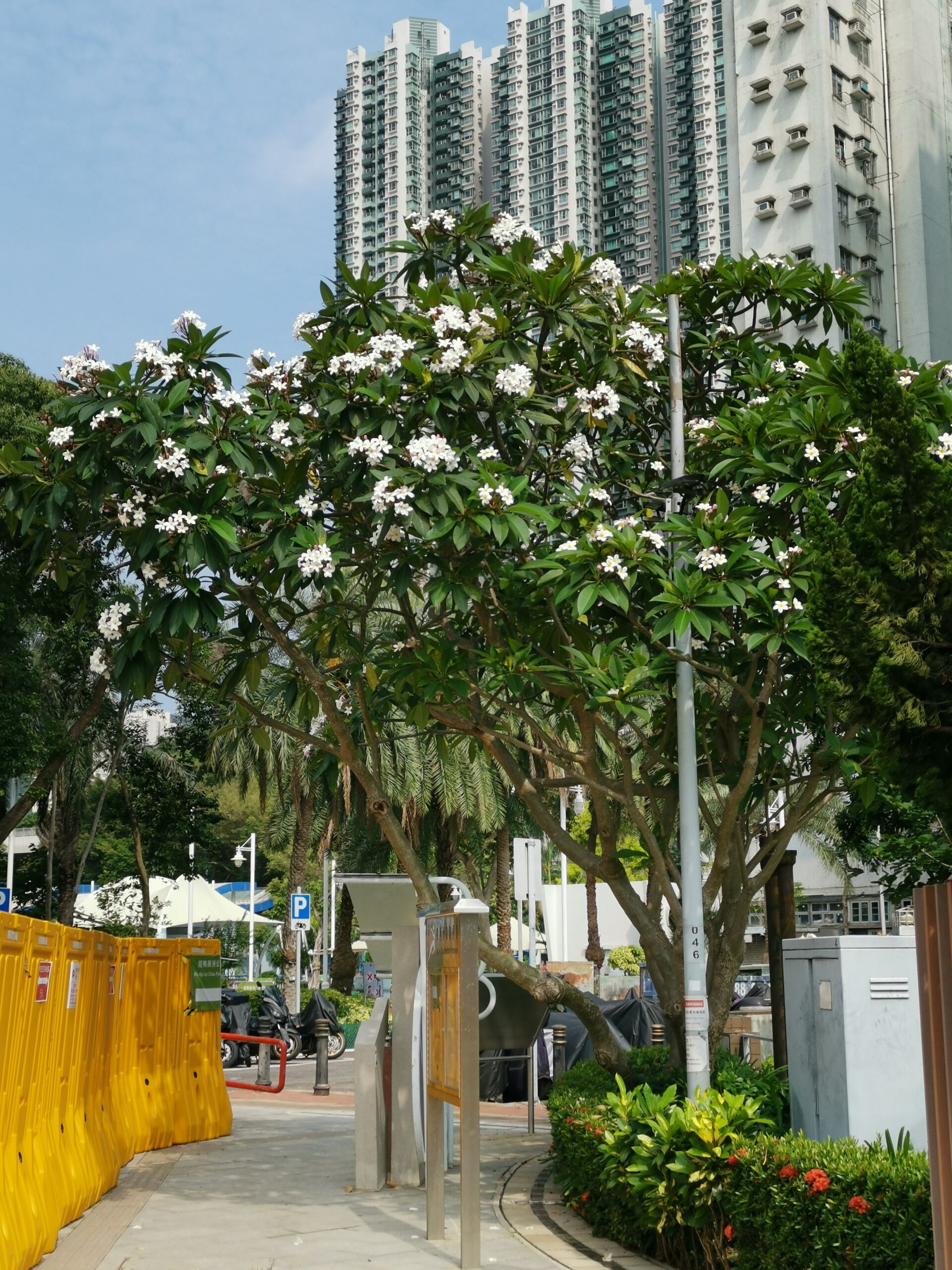 https://www.fa.gov.hk/雞蛋花