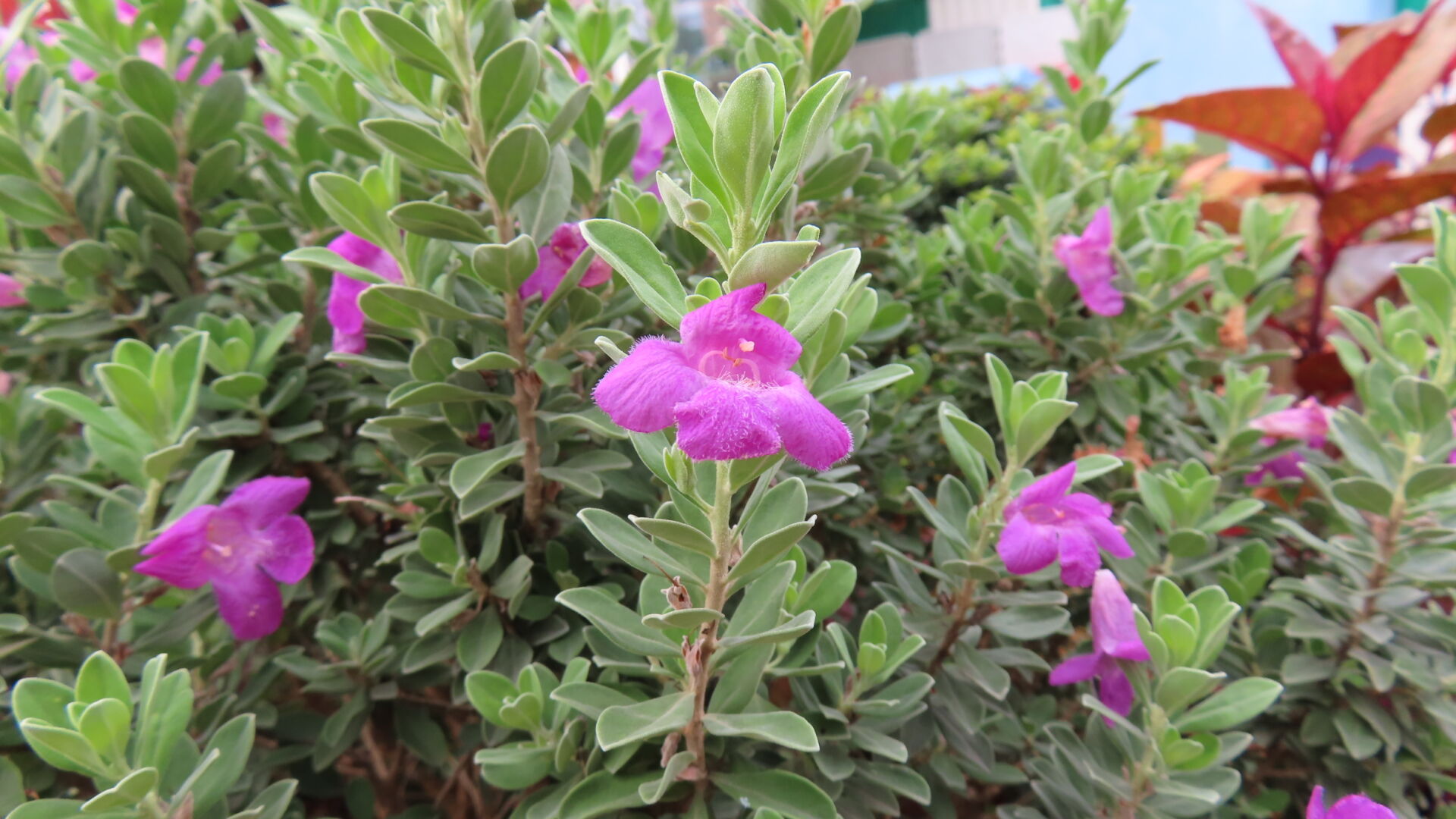 https://www.fa.gov.hk/紅花玉芙蓉