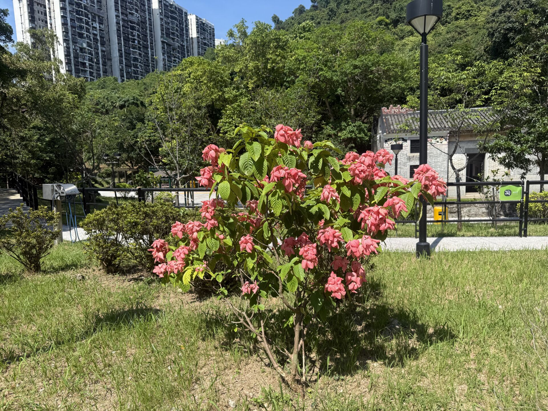 https://www.fa.gov.hk/粉葉金花 (粉紙扇)