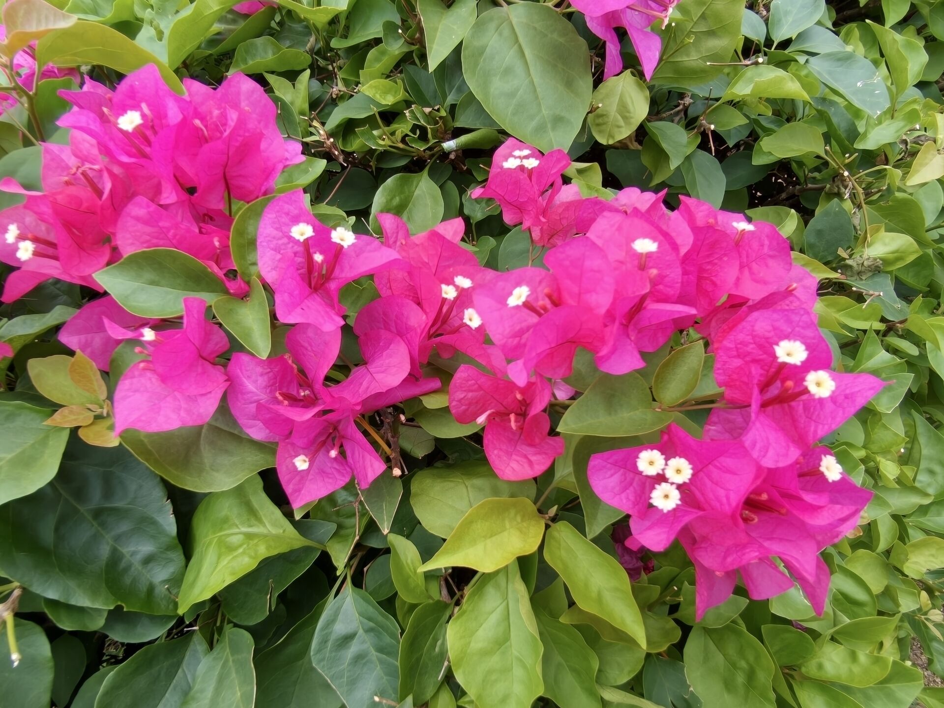 https://www.fa.gov.hk/葉子花(簕杜鵑)