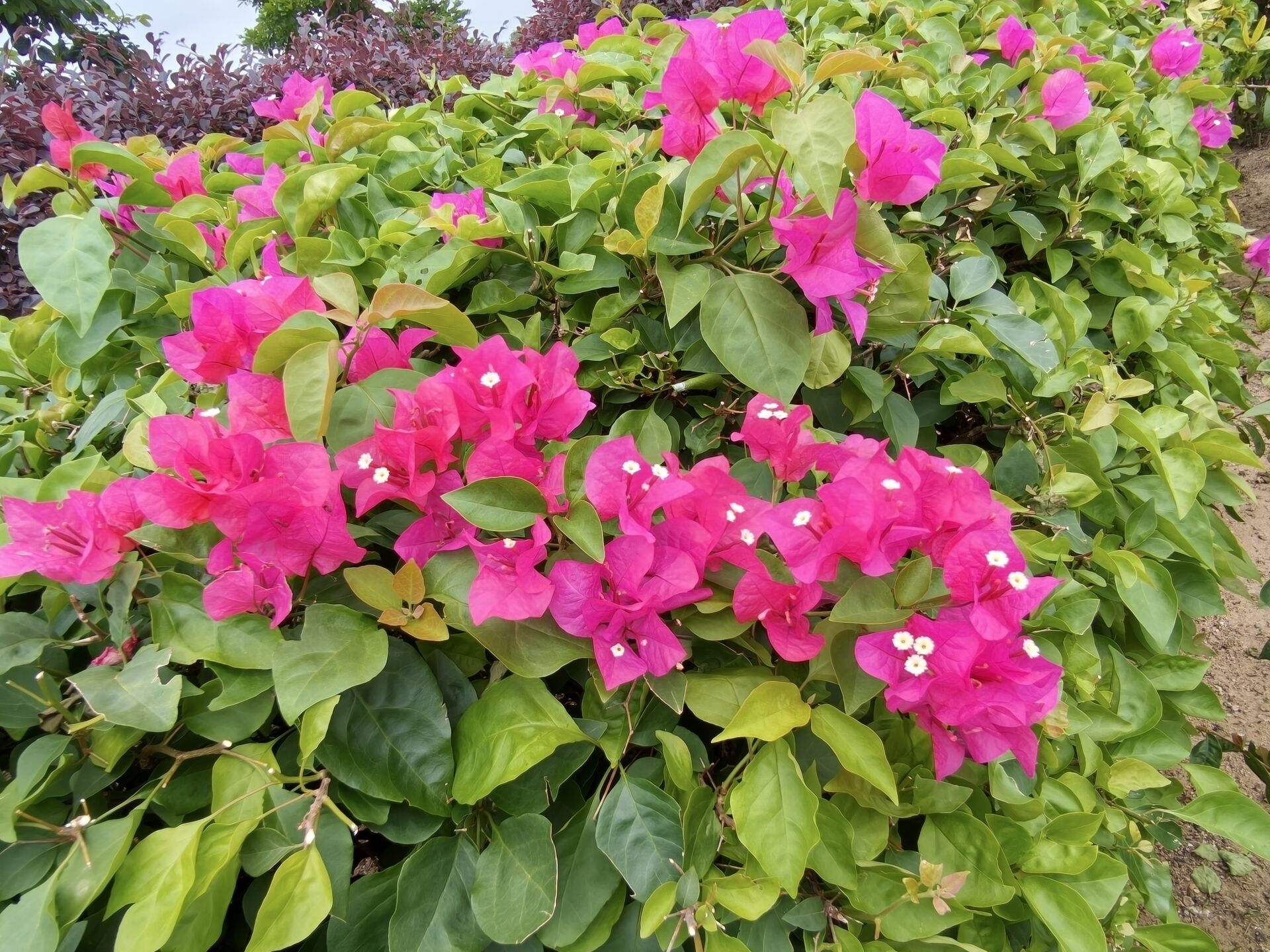 https://www.fa.gov.hk/葉子花(簕杜鵑)