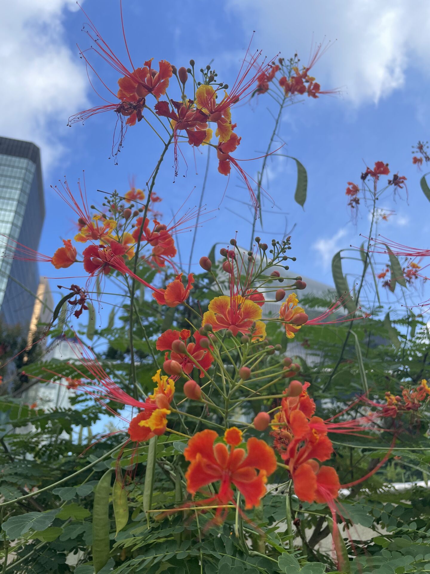 https://www.fa.gov.hk/洋金鳳
