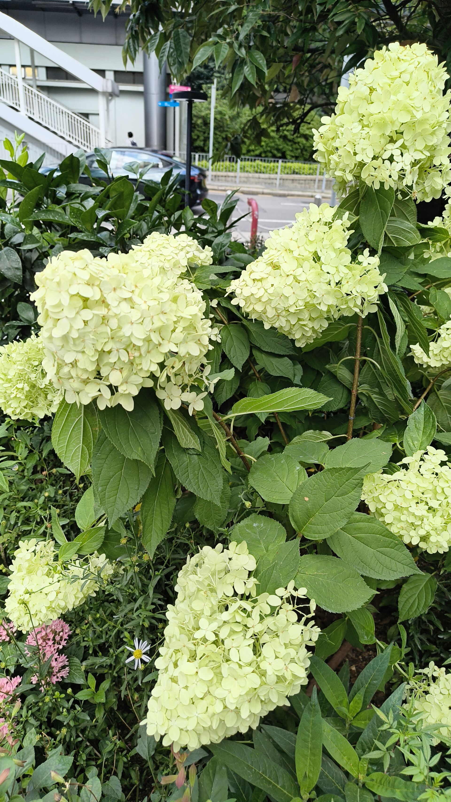 https://www.fa.gov.hk/繡球花