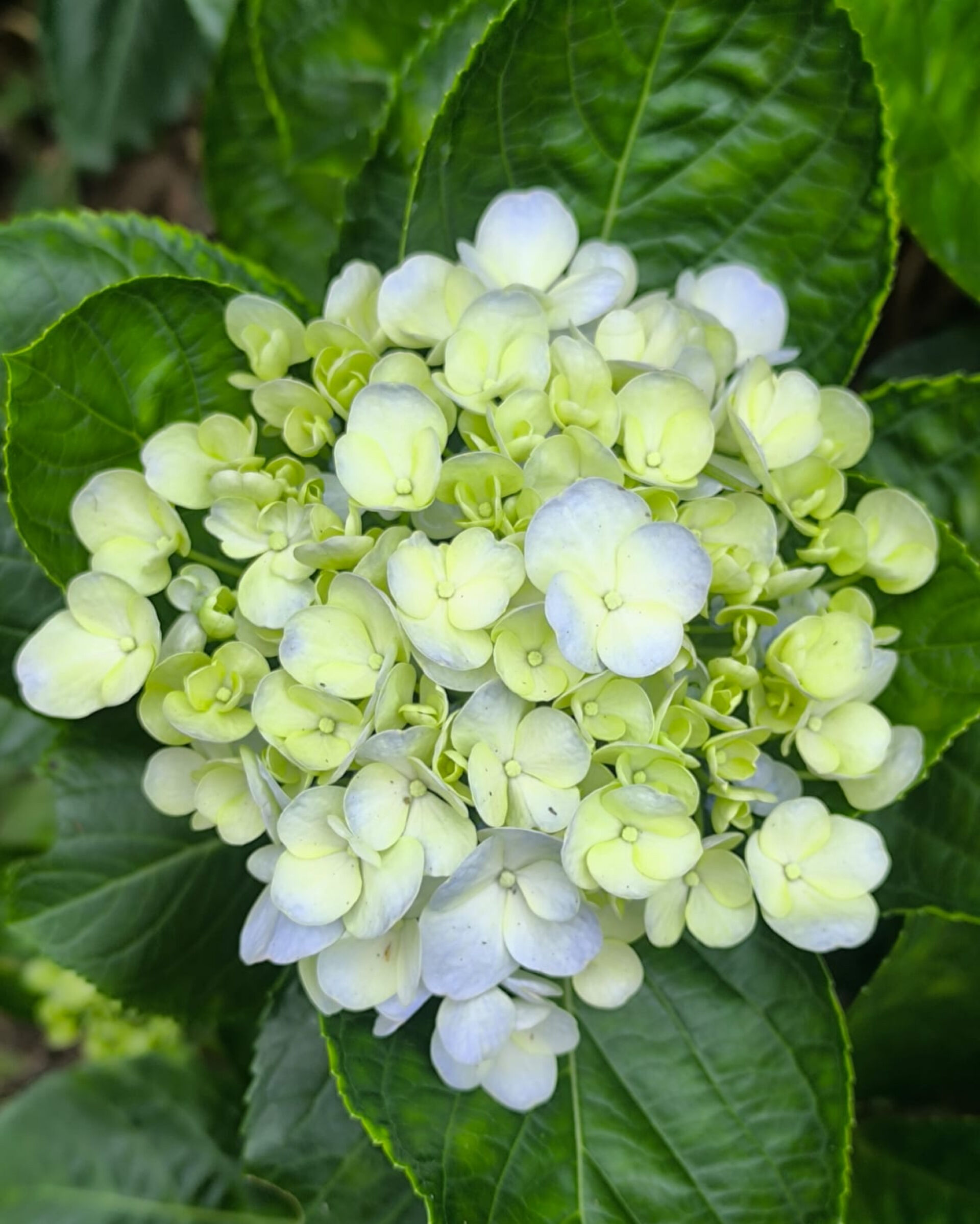 https://www.fa.gov.hk/繡球花