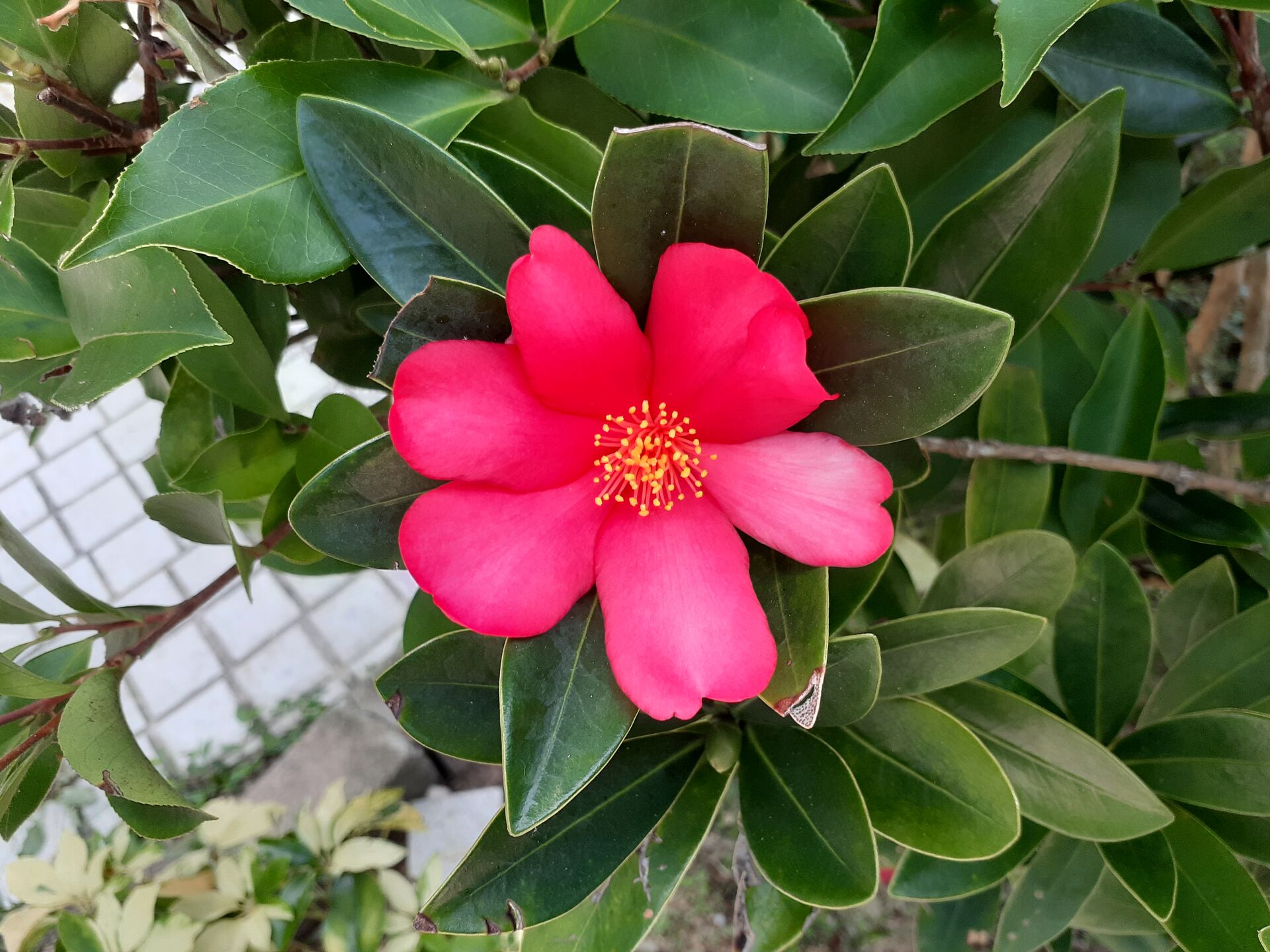 https://www.fa.gov.hk/杜鵑紅山茶
