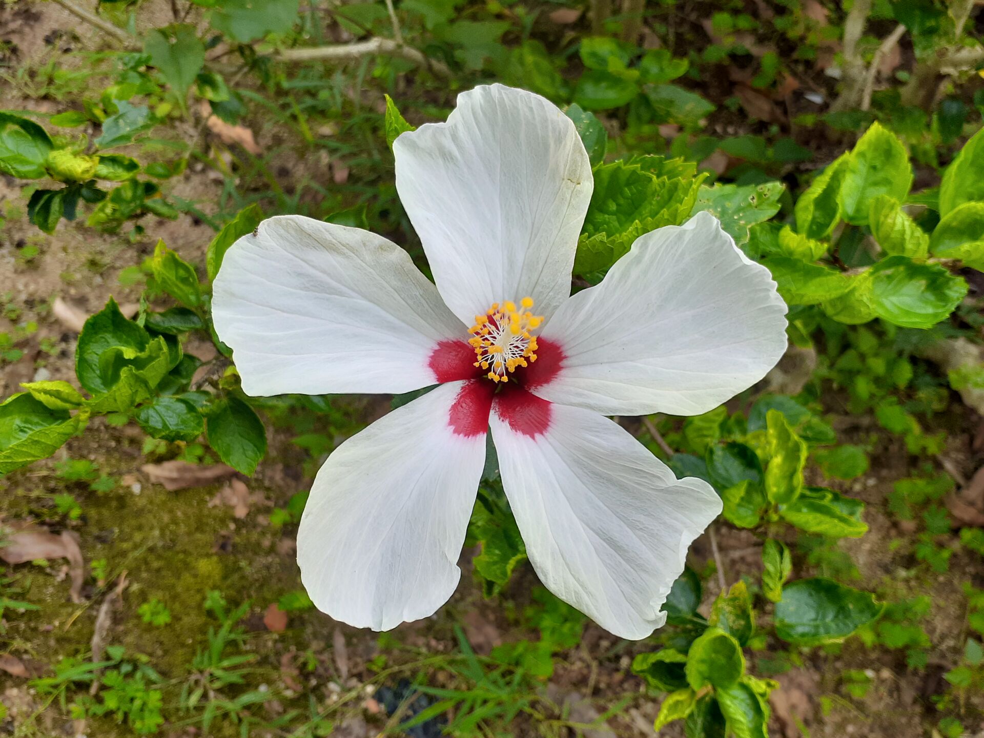 https://www.fa.gov.hk/朱槿(扶桑、大紅花)