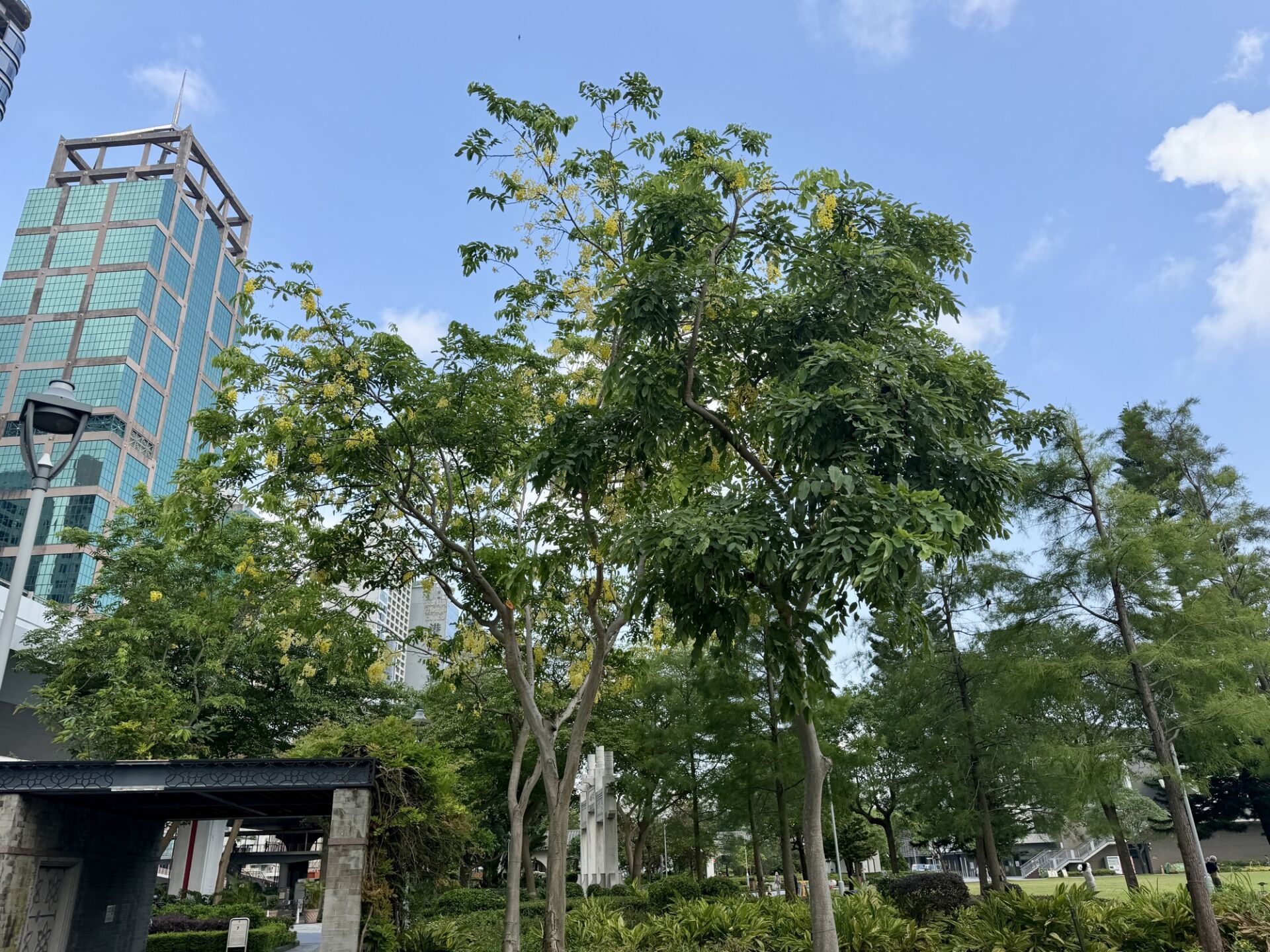 https://www.fa.gov.hk/臘腸樹(豬腸豆)