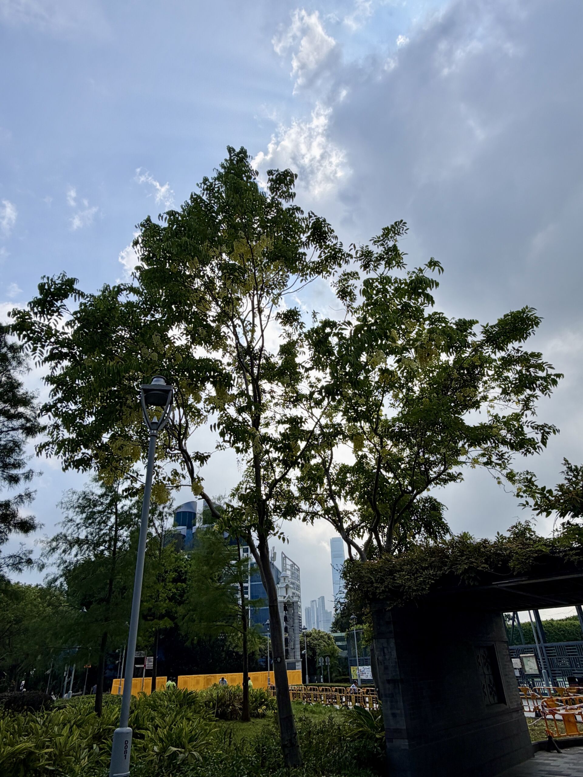https://www.fa.gov.hk/臘腸樹(豬腸豆)