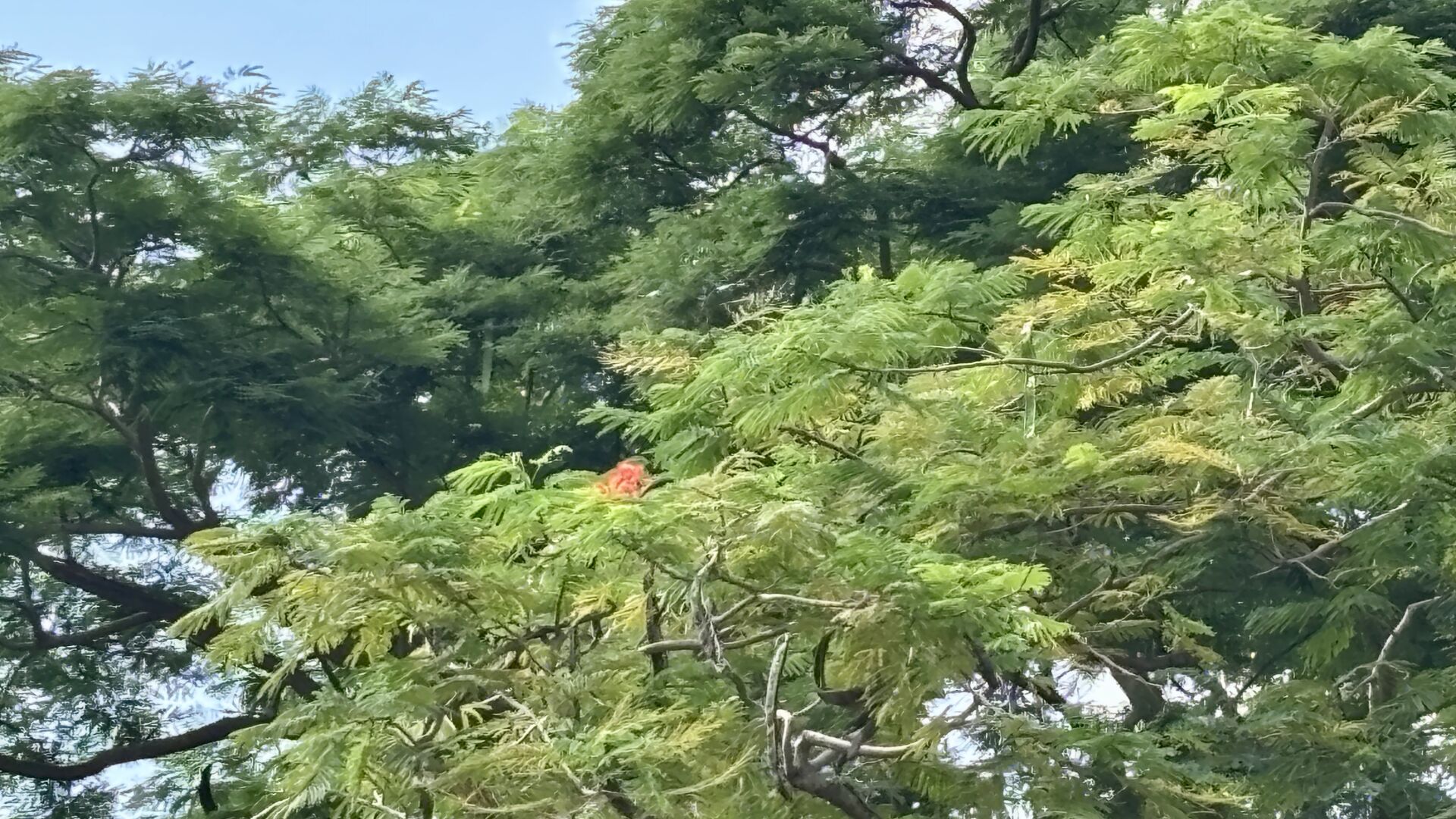 https://www.fa.gov.hk/鳳凰木